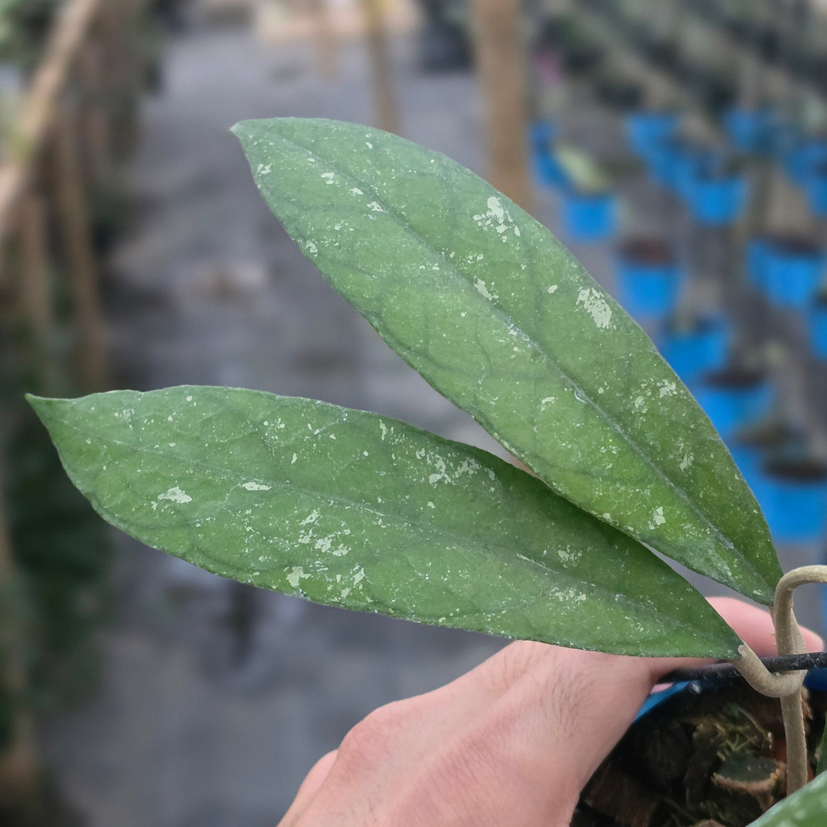 Hoya clemensiorum sp bengkunat