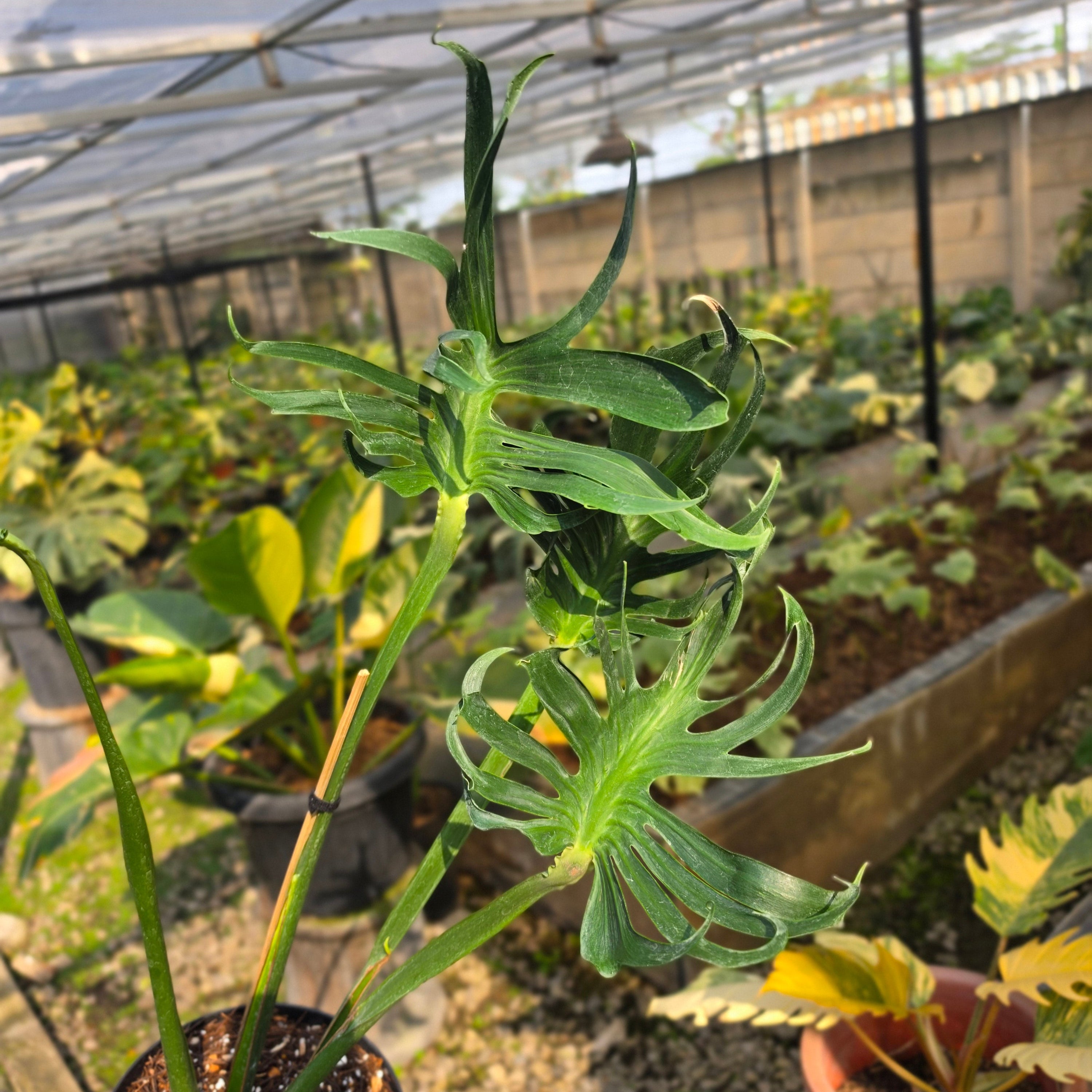 Monstera deliciosa unniiae