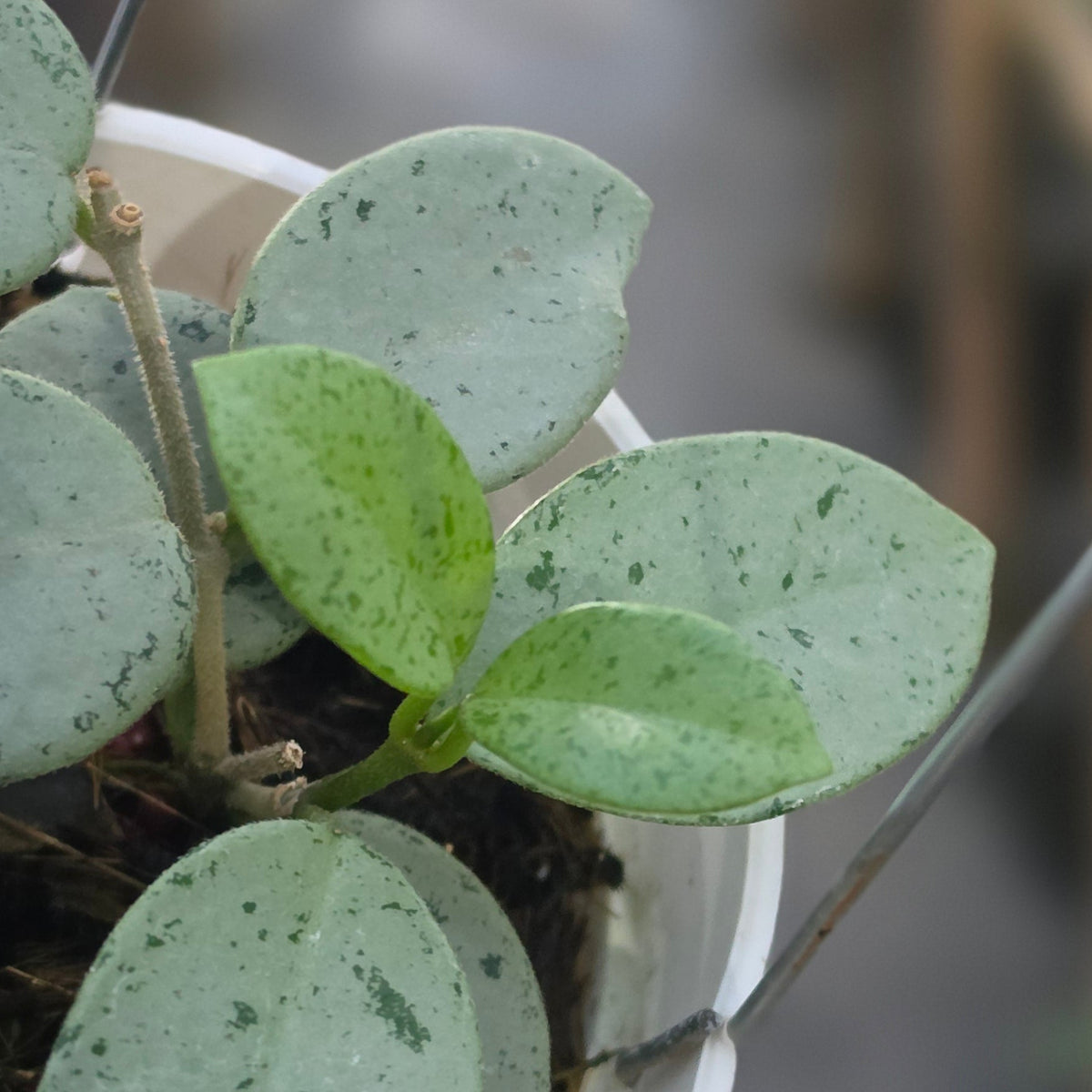 Hoya mathilde green spot