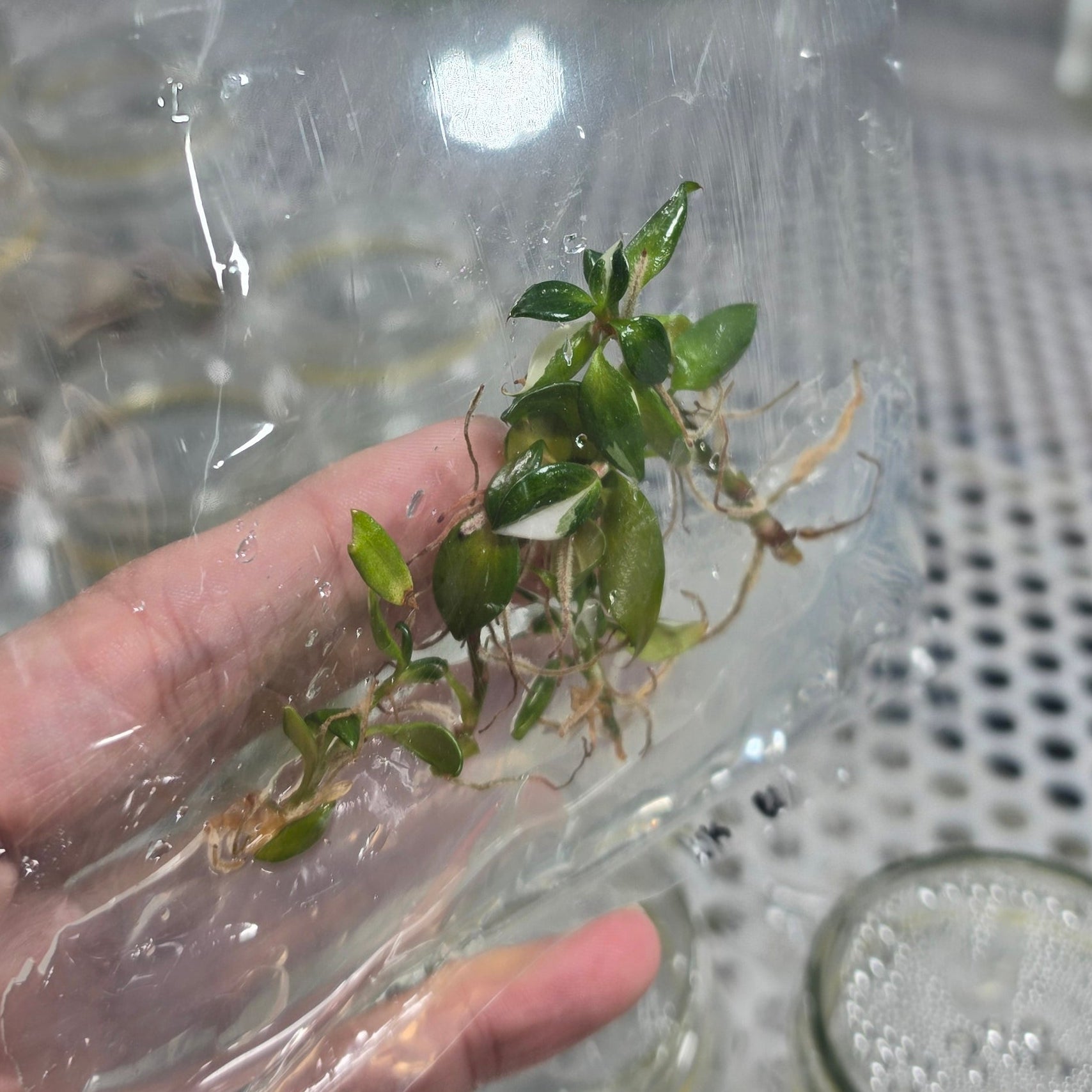 Philodendron white knight - Tissue culture