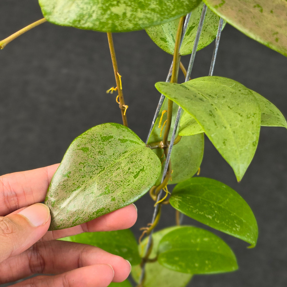 Hoya verticillata 'Purple Aurora'