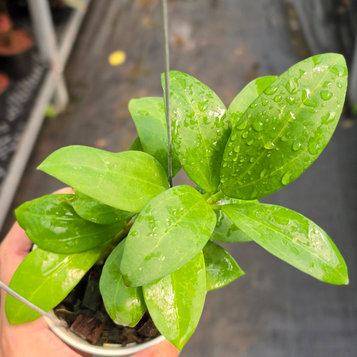 Hoya ICE-023 (Green) x Kerrii Vietnam