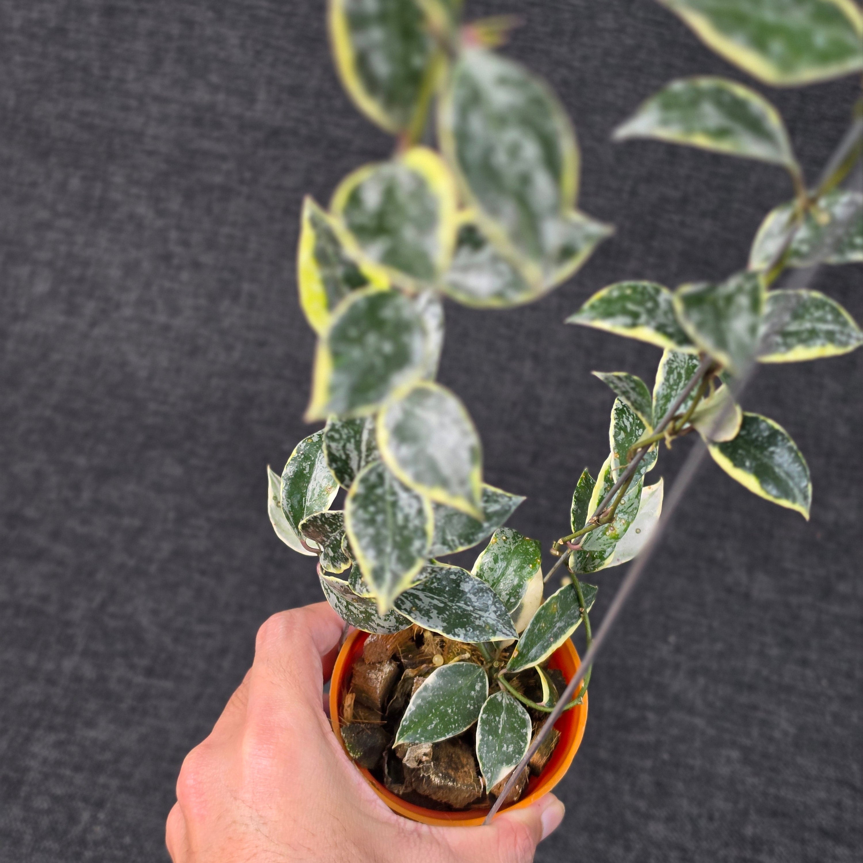 Hoya Lacunosa ‘Princess Lumina’