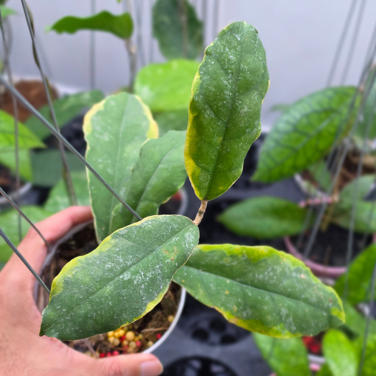 Hoya peninsularis 'Teddy Bear' albomarginata