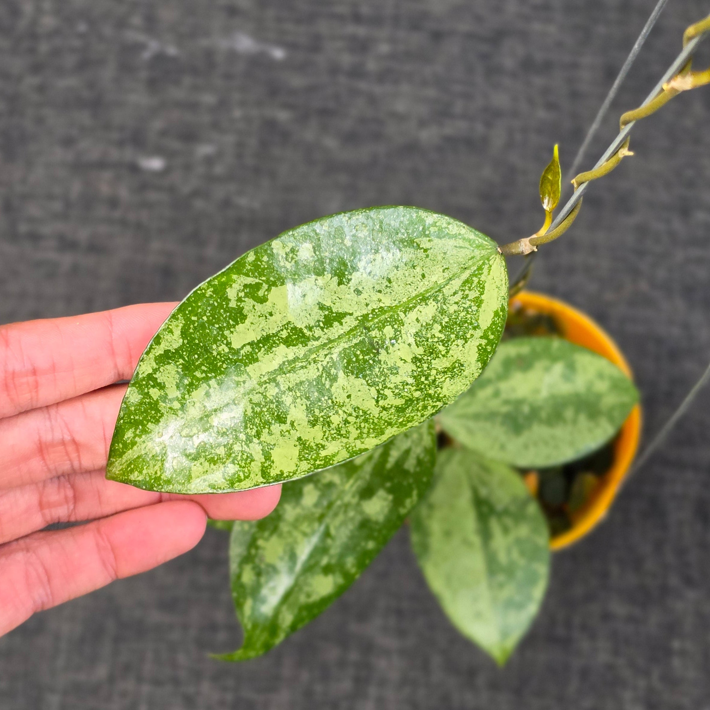 Hoya verticillata 'Nganjuk Splash'