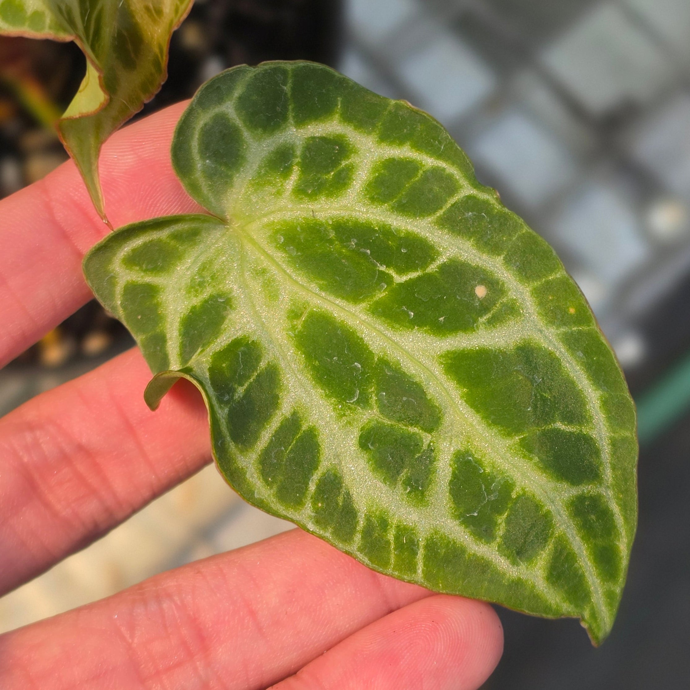 Anthurium crystallinum 'Orochi'
