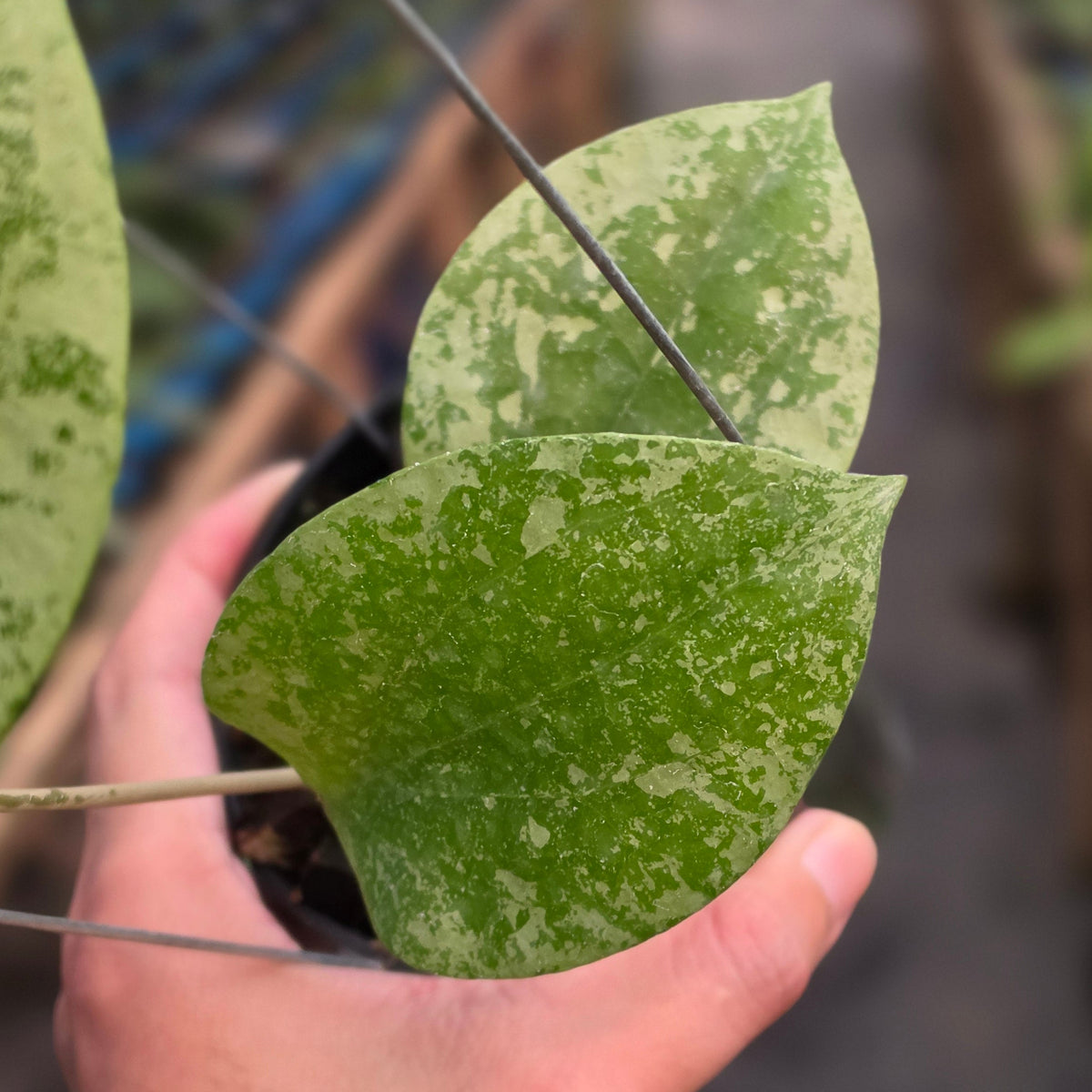 Hoya glabra sidikalang