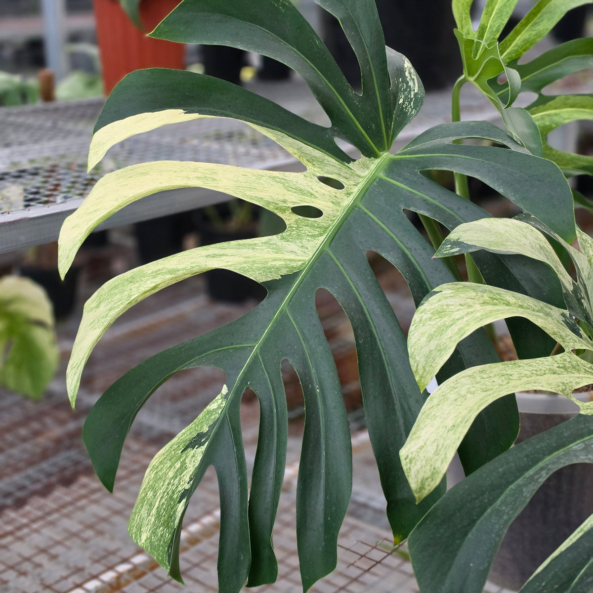 Monstera jungle mint noid (mature size) - AM06-09