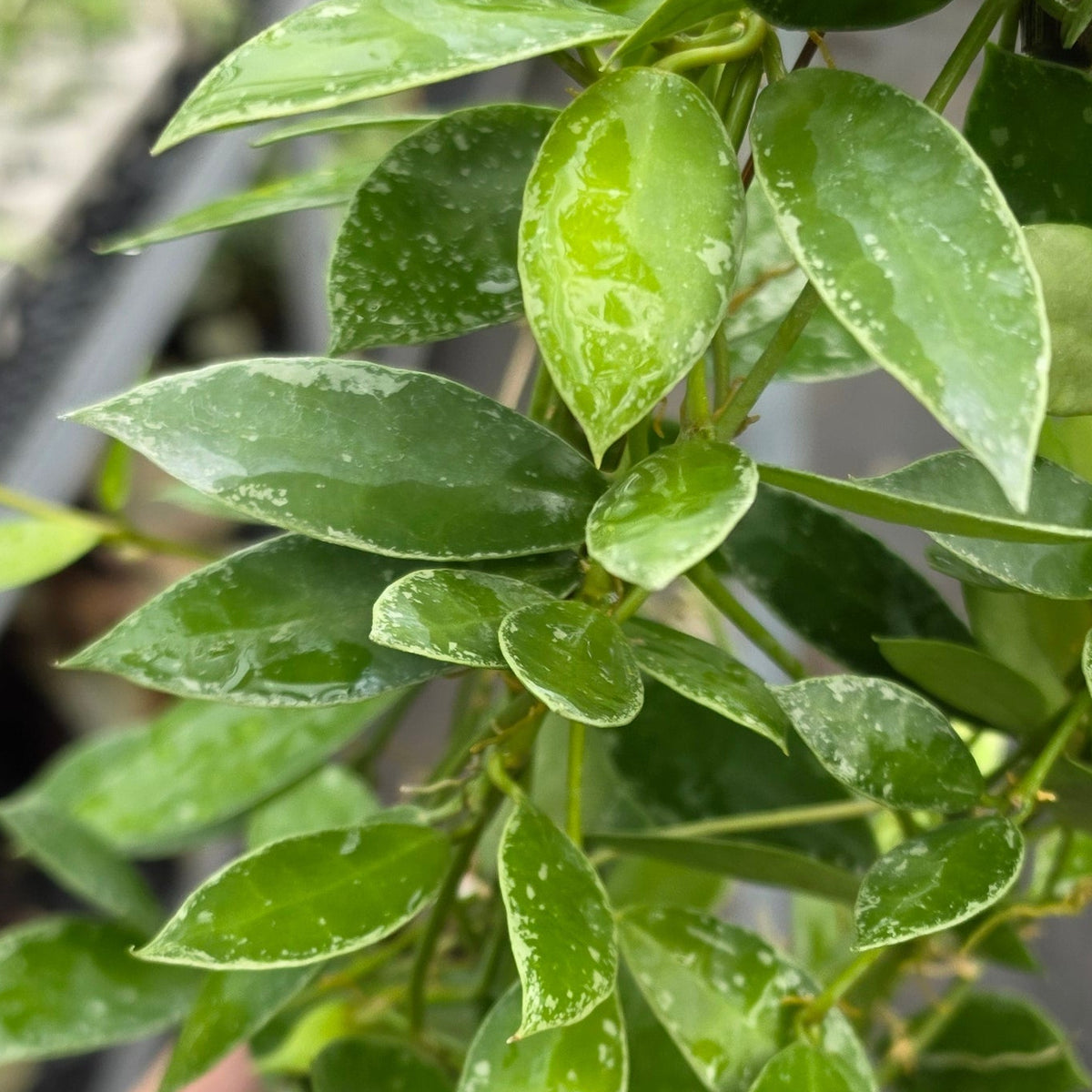Hoya lacunosa ‘Silver Edge’