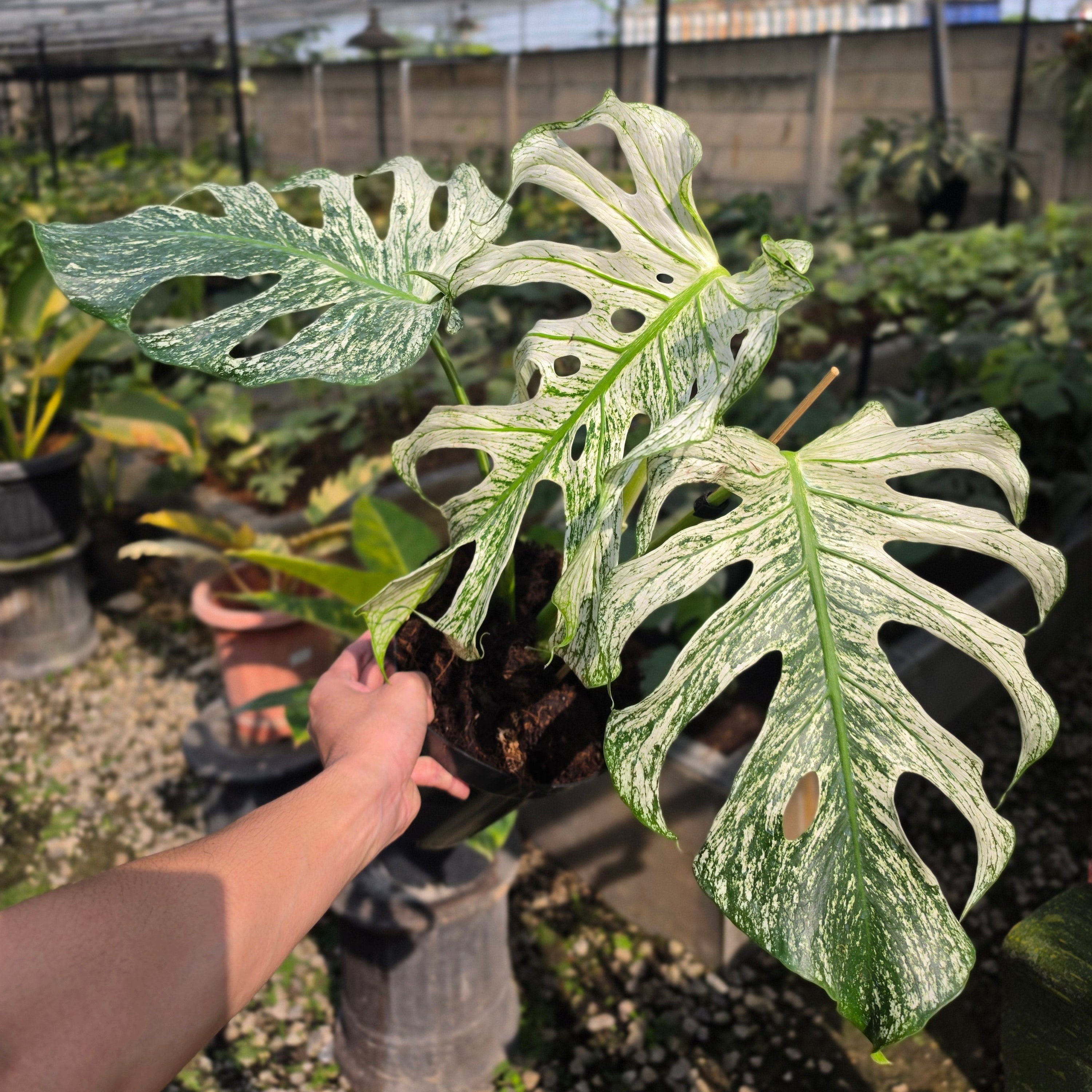 Monstera devil monster - mature size