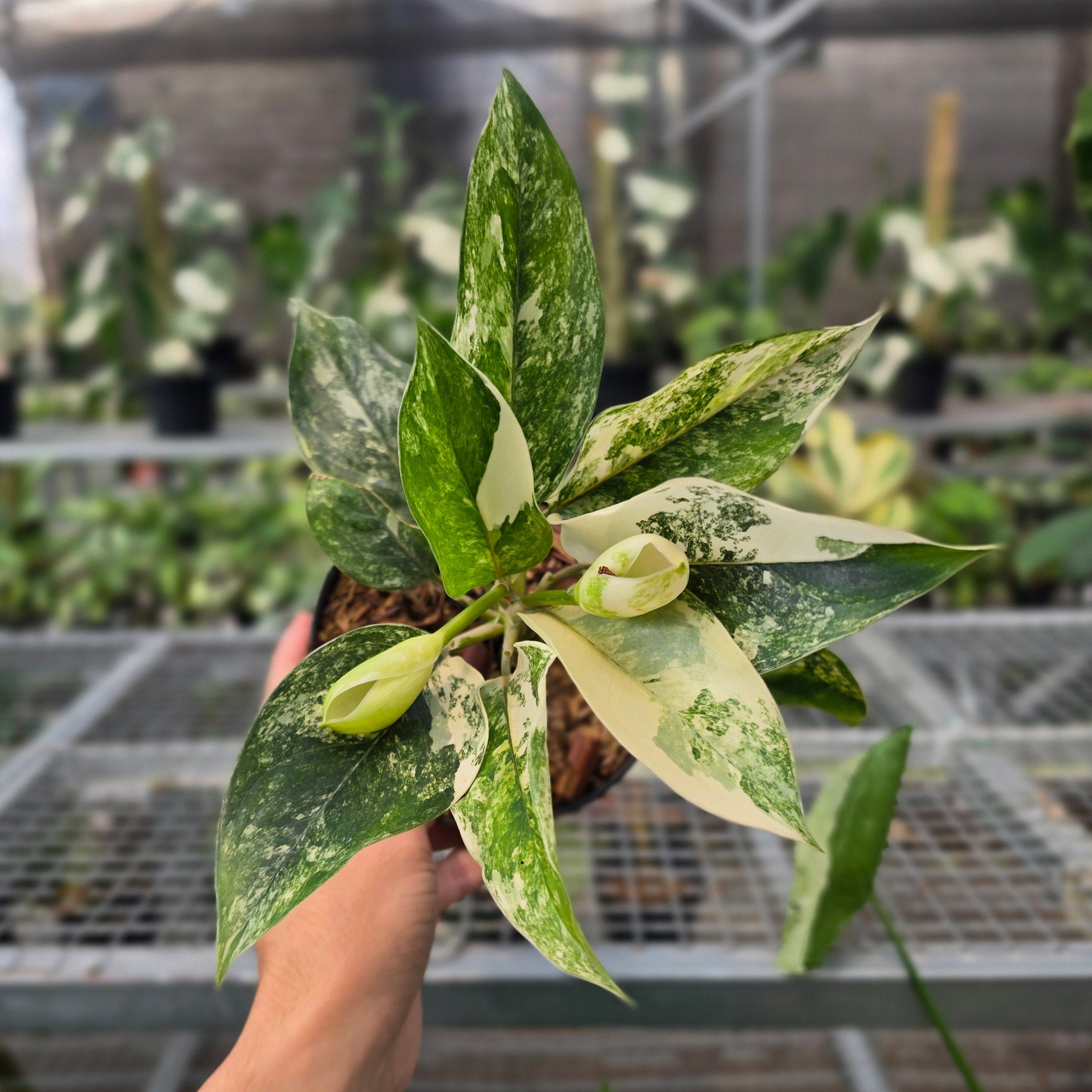 RP Aglaonema Siam jade variegated - AM16-08