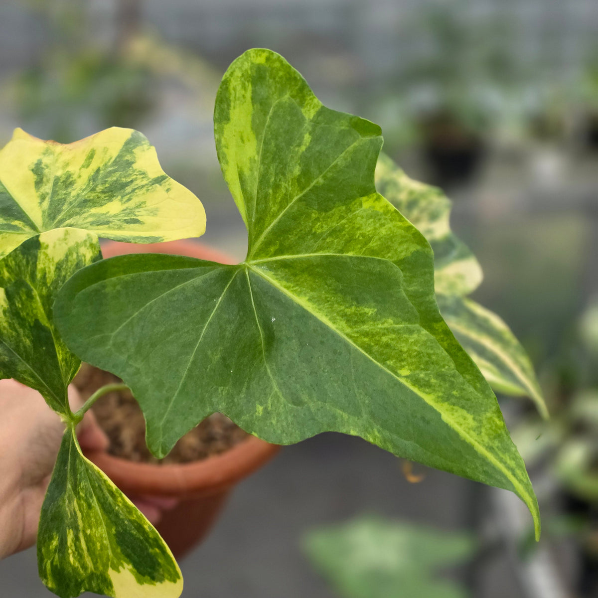 Anthurium pterodactyl variegated - AM18-09