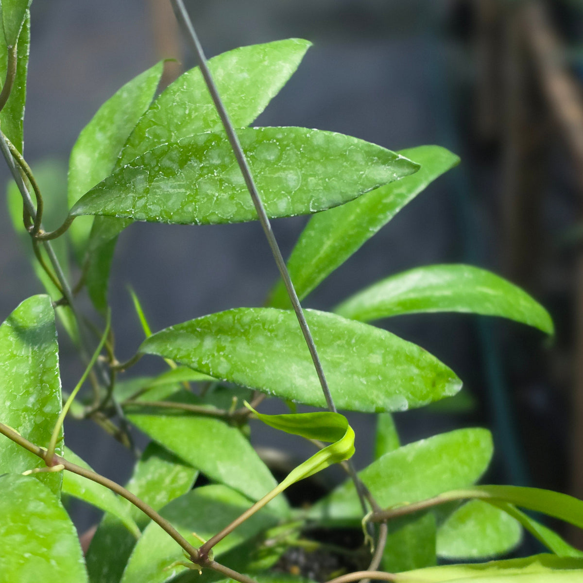 Hoya nima