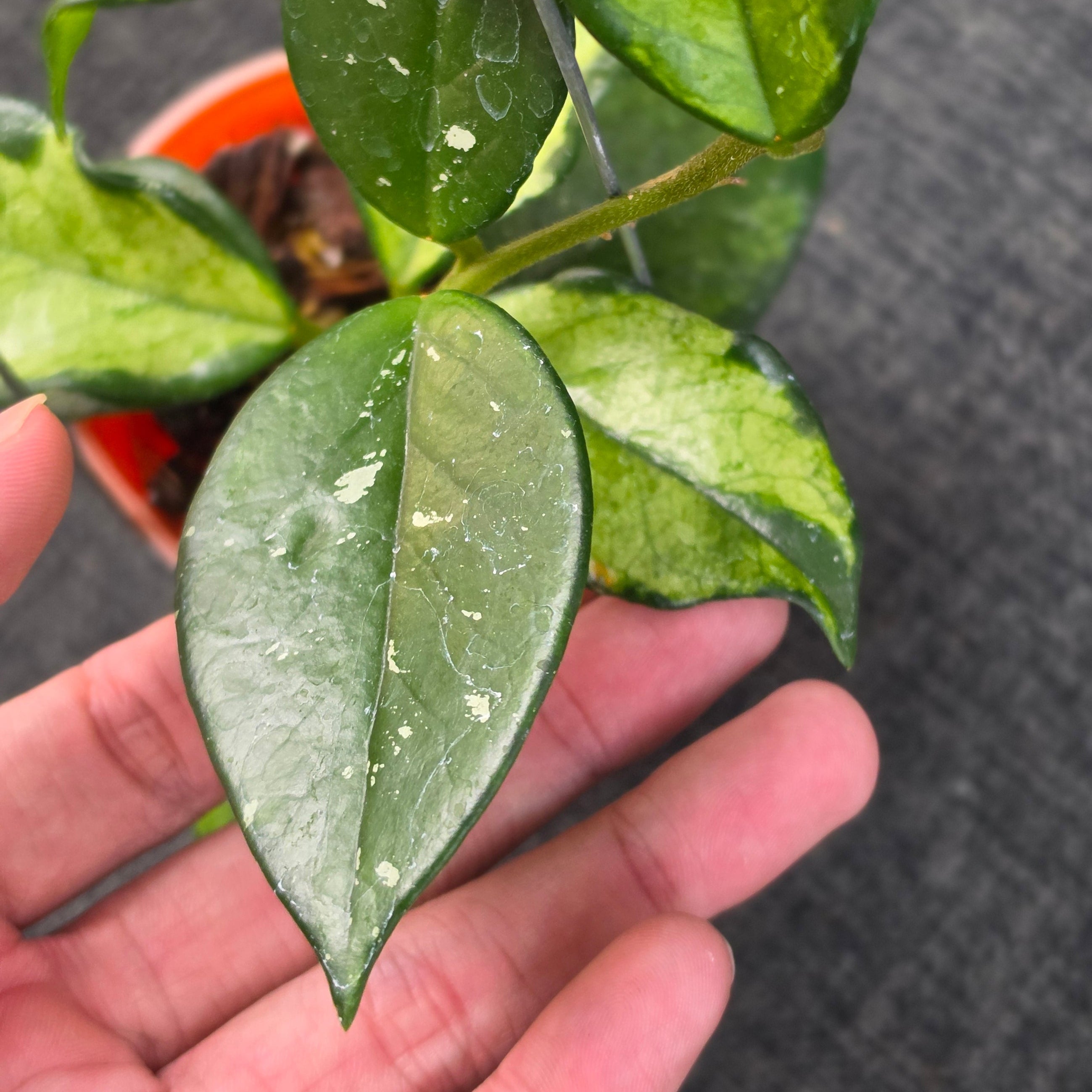 Hoya carnosa 'Freckles Variegated'