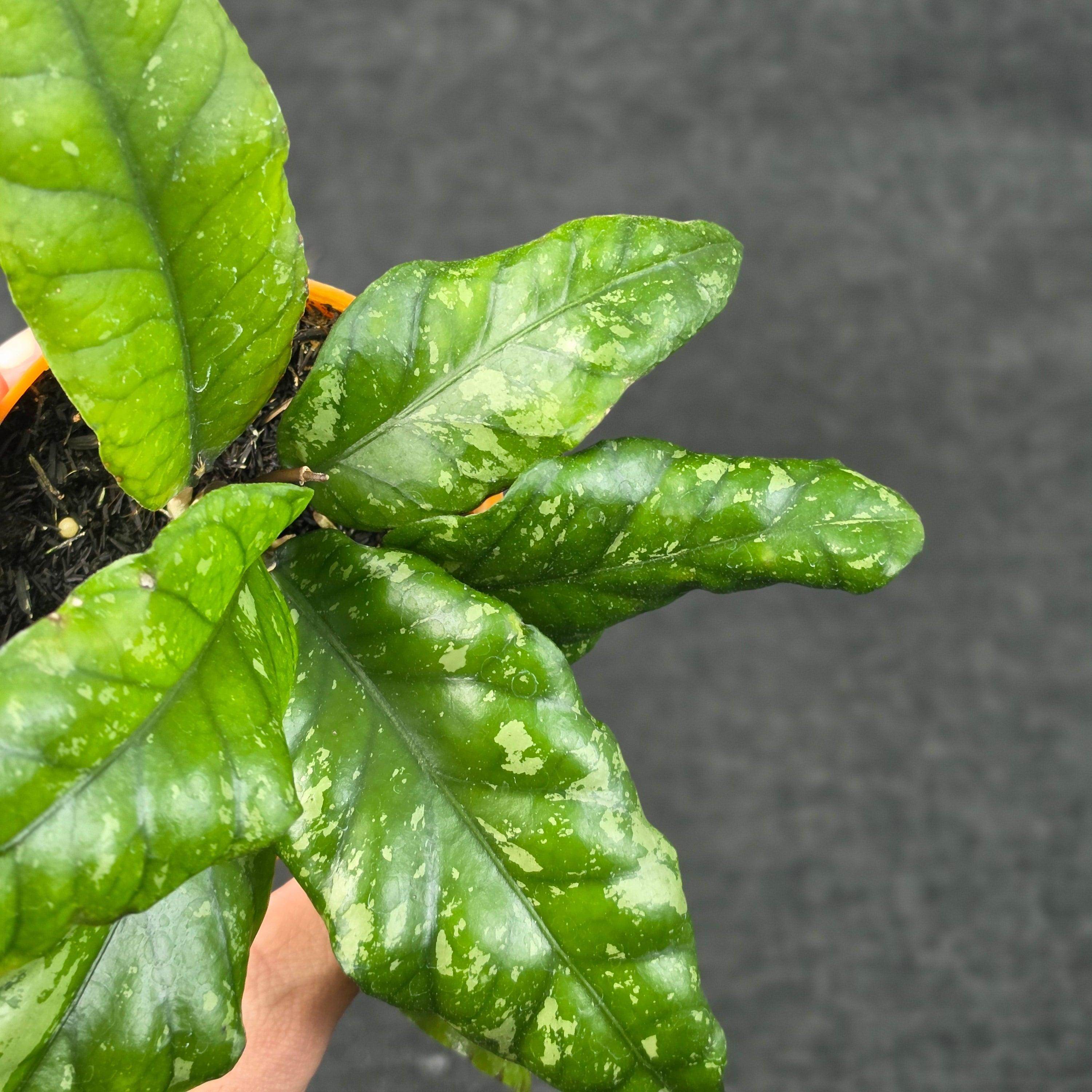 Hoya sp aceh opop splash