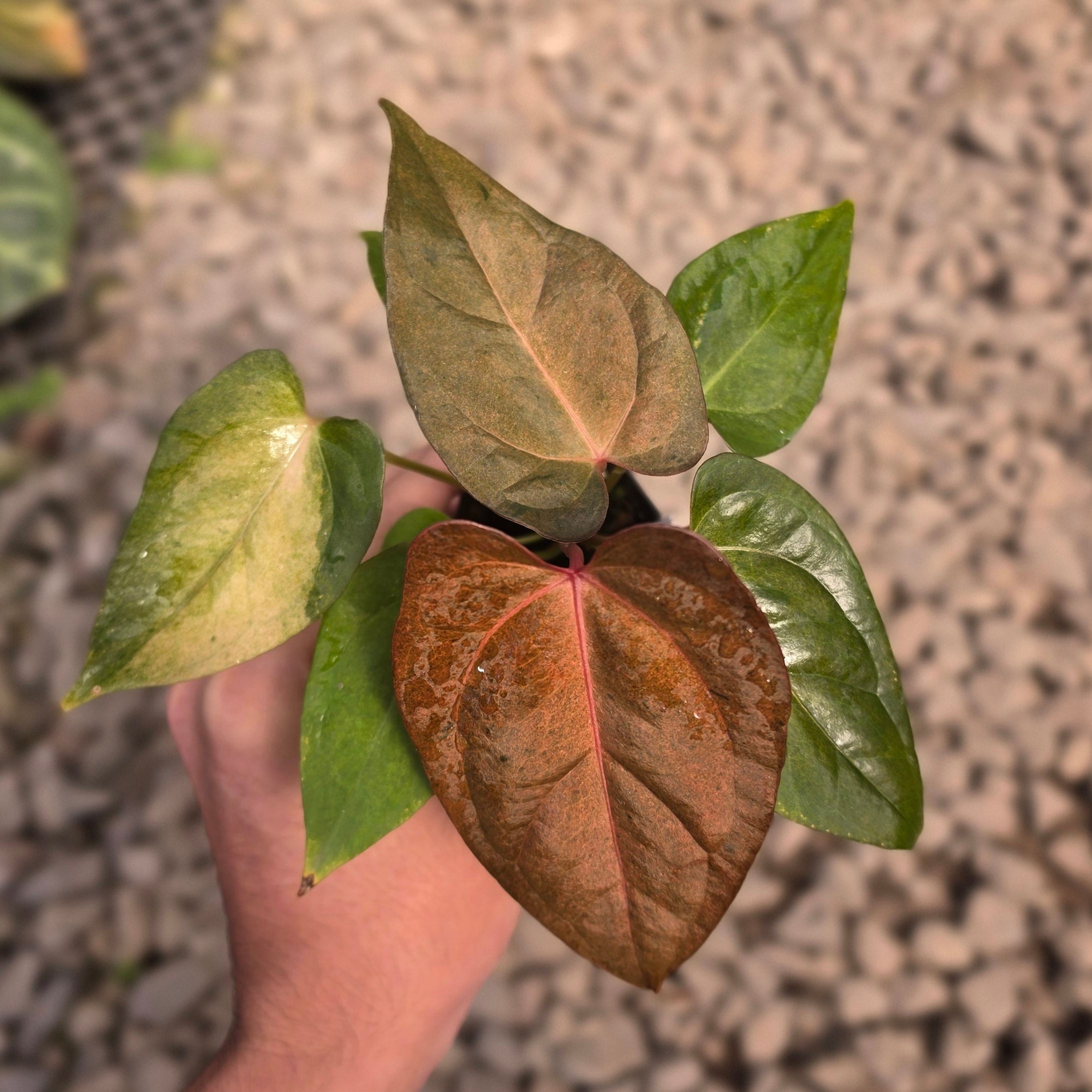 Anthurium dark handsome x red velvet cake variegated