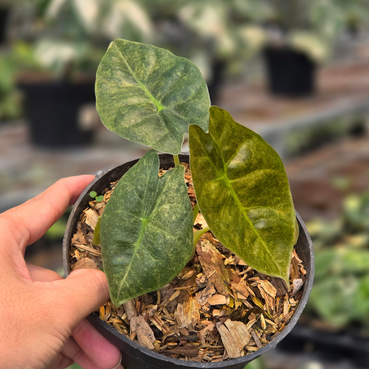 Alocasia golden bone variegated