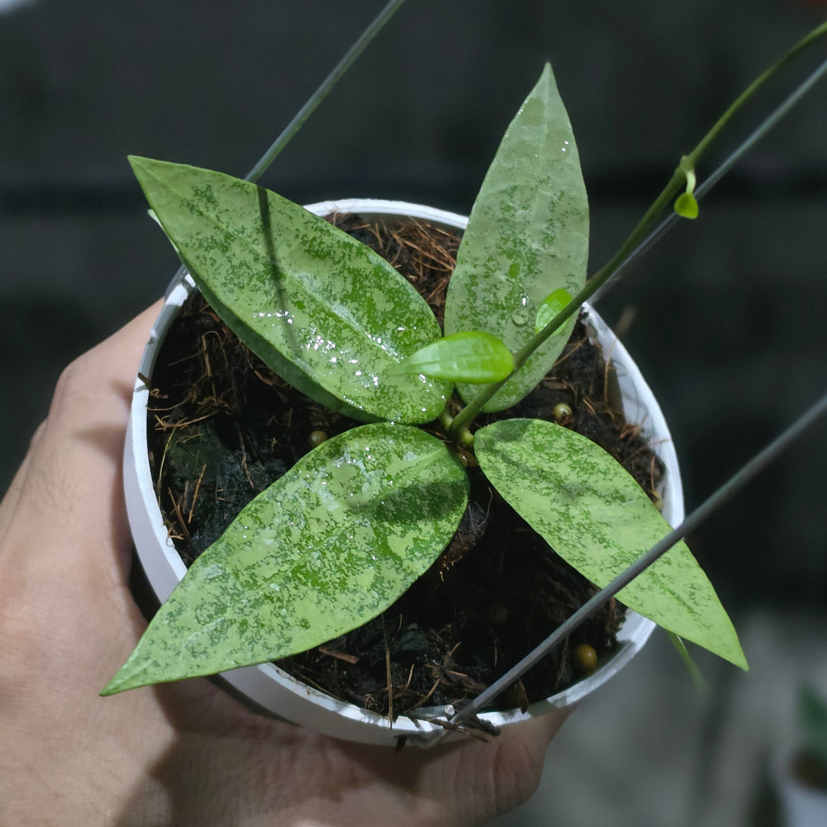 Hoya Punakawan Silver