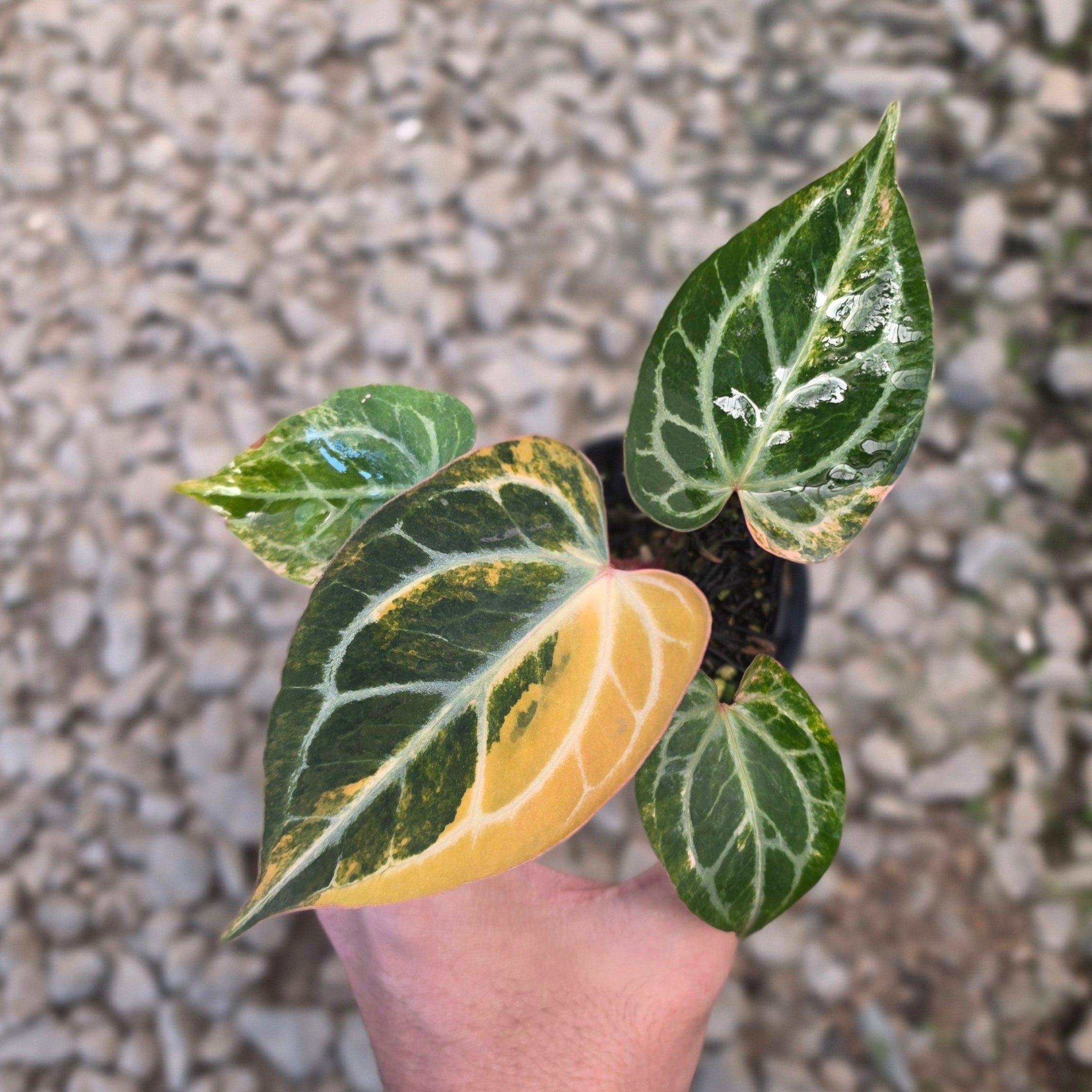 Anthurium hellboy