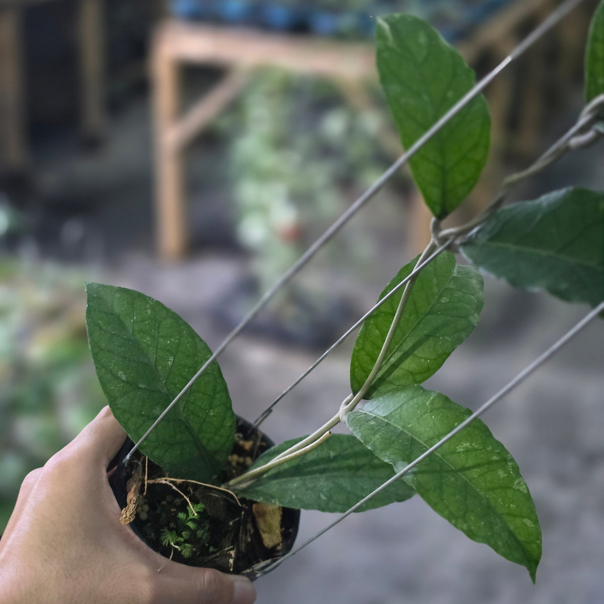 Hoya sp aceh green scale