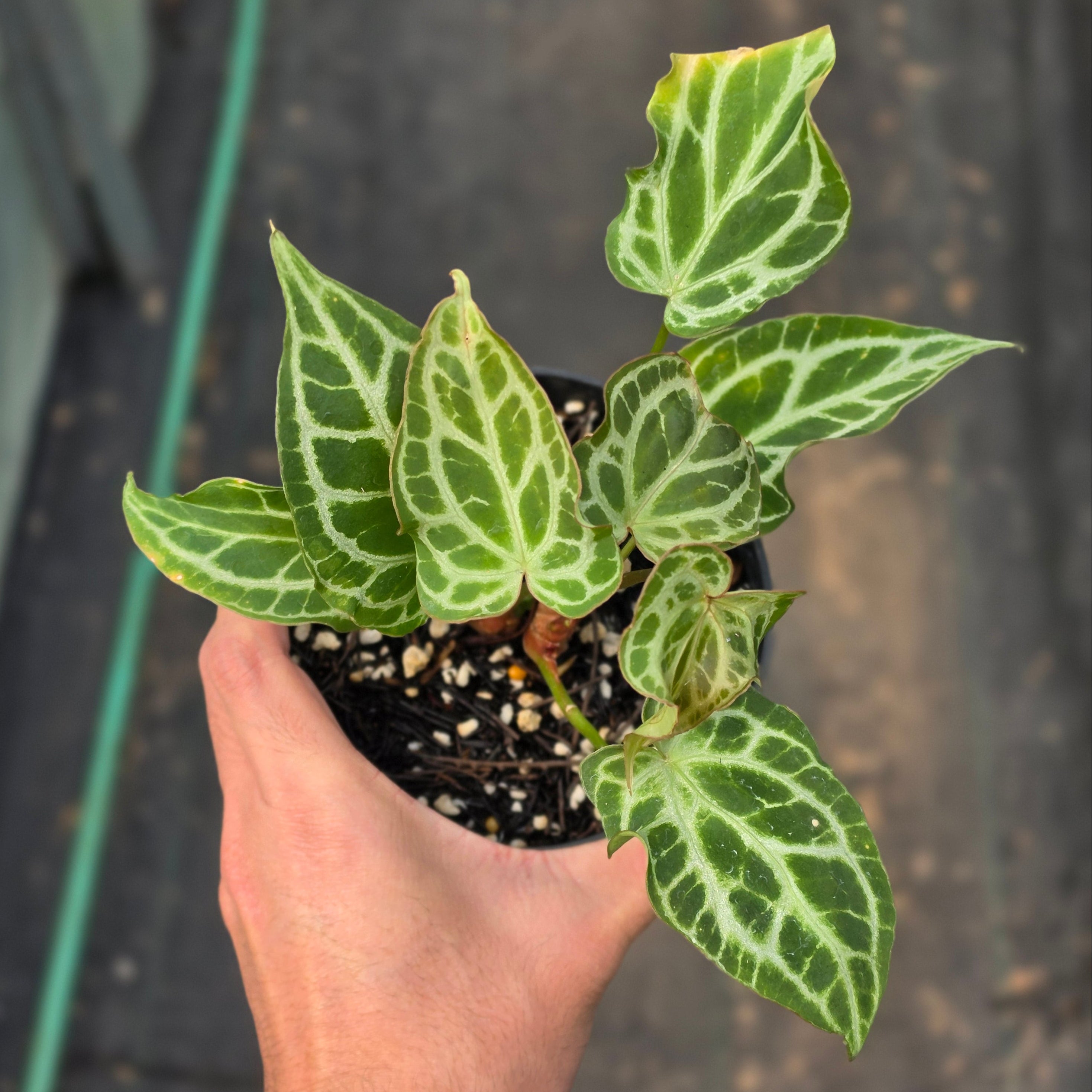 Anthurium crystallinum 'Orochi'