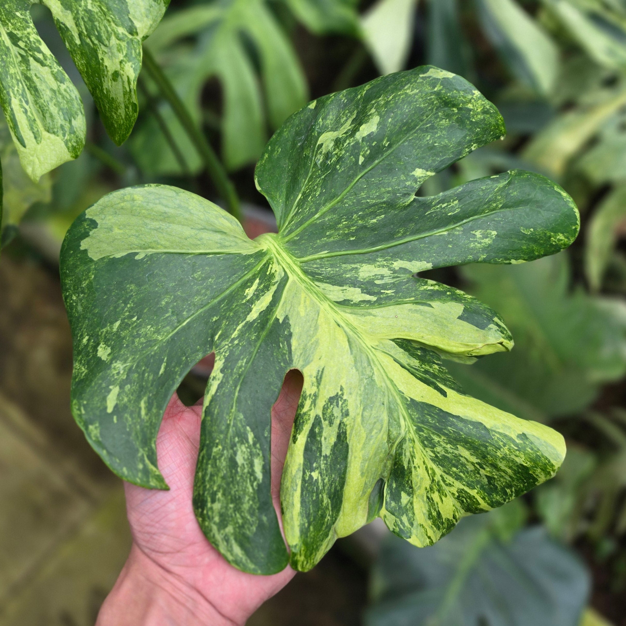 Monstera deliciosa 'Masterpiece'