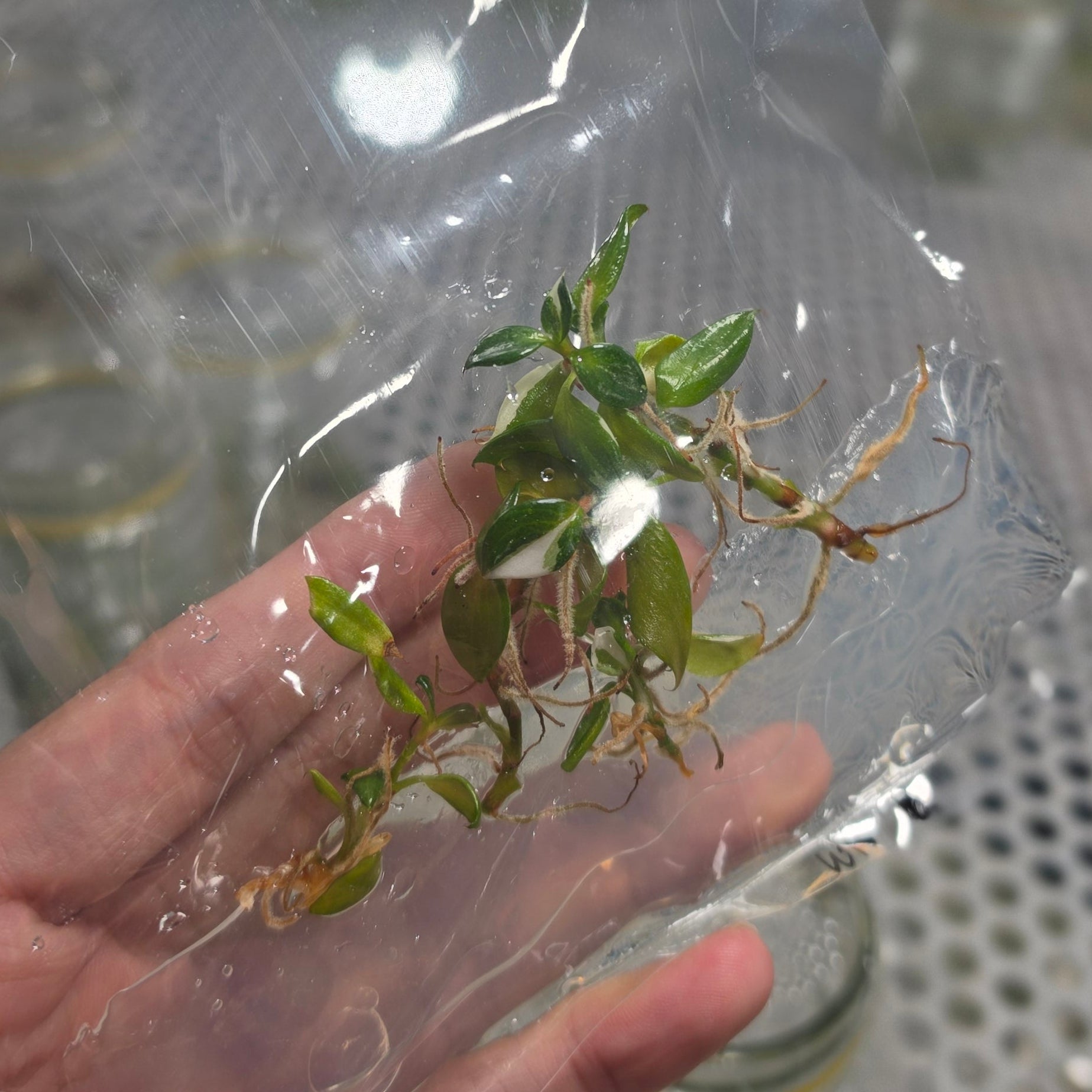 Philodendron white knight - Tissue culture