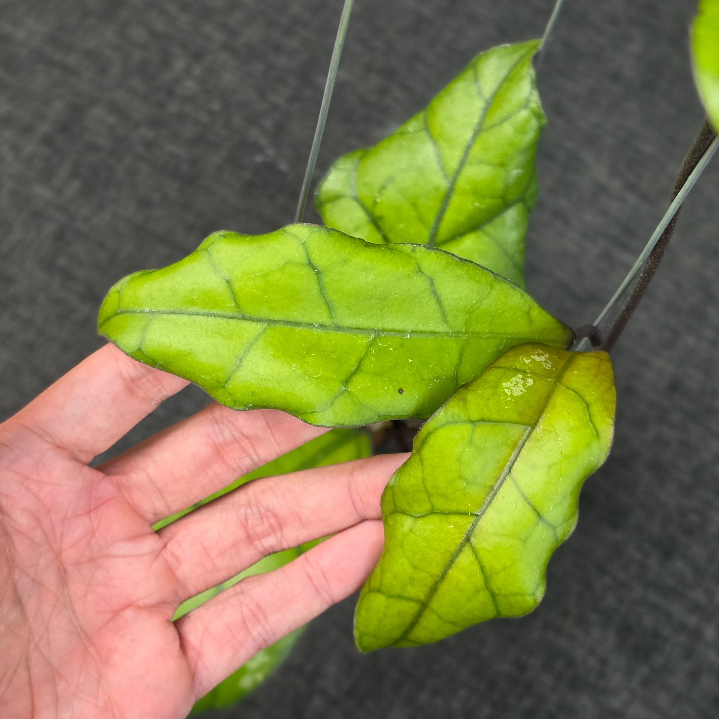 Hoya finlaysonii 'Tabalong'
