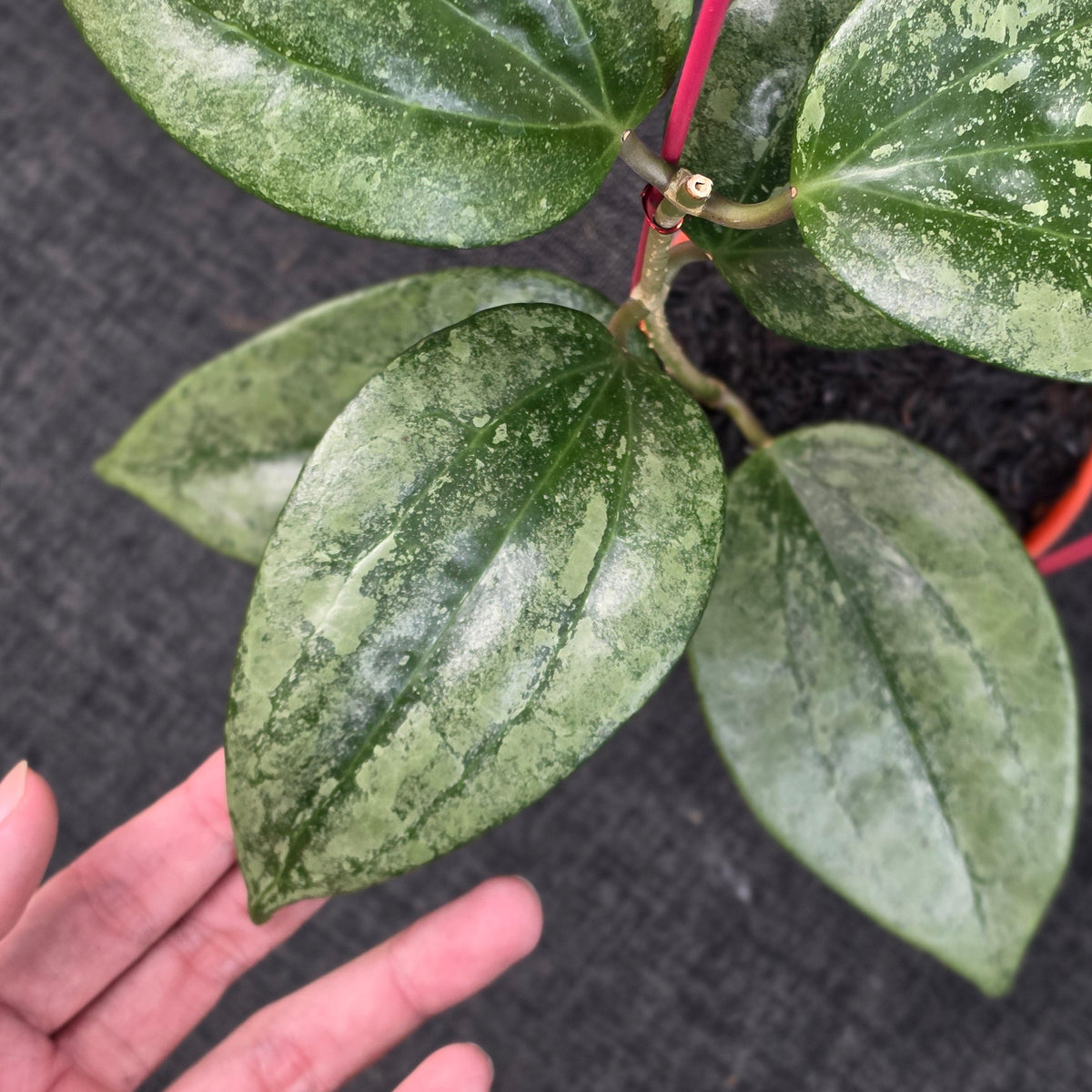 Hoya latifolia 'Rimba Perak'