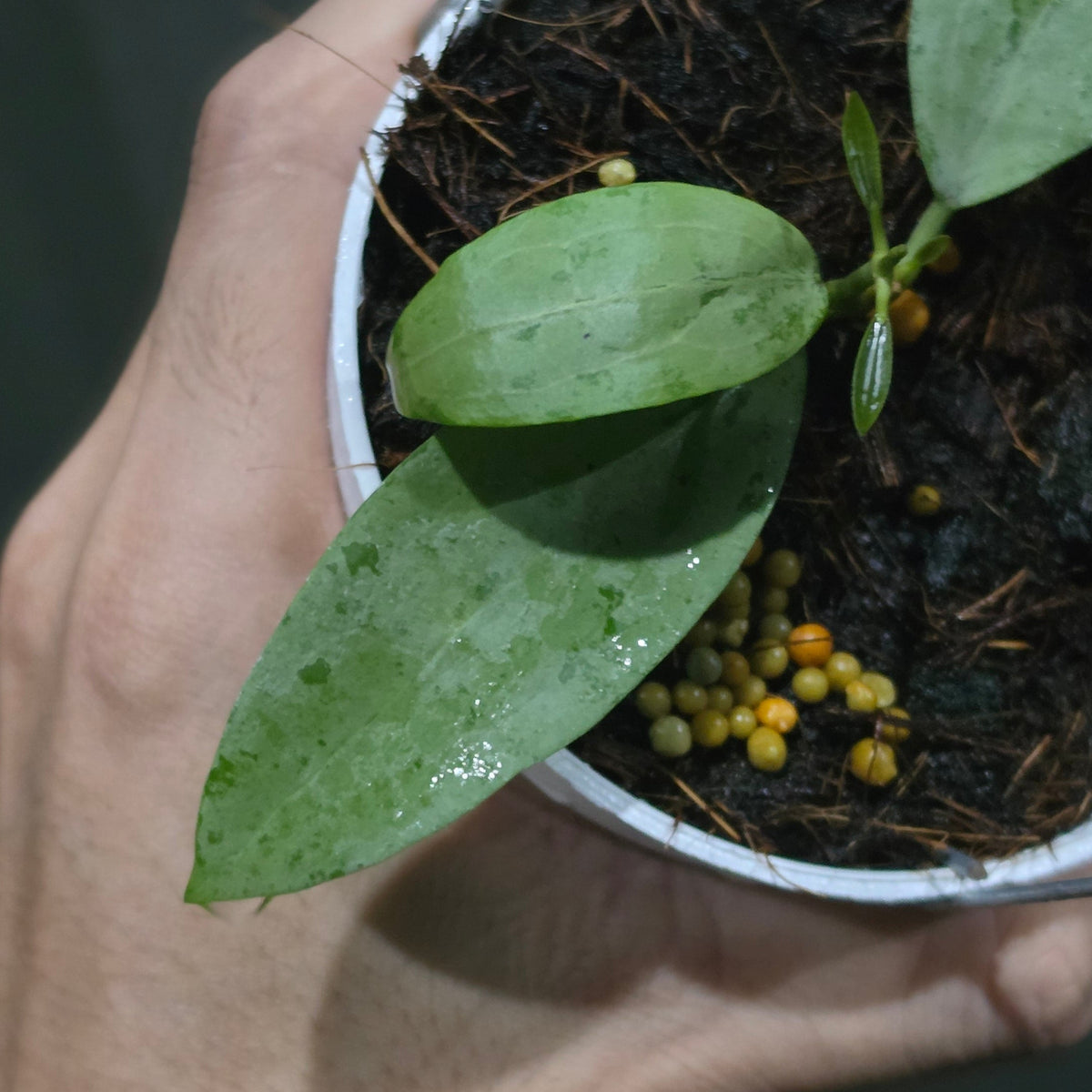 Hoya sp Rindu Rafflesia x elliptica (malory)