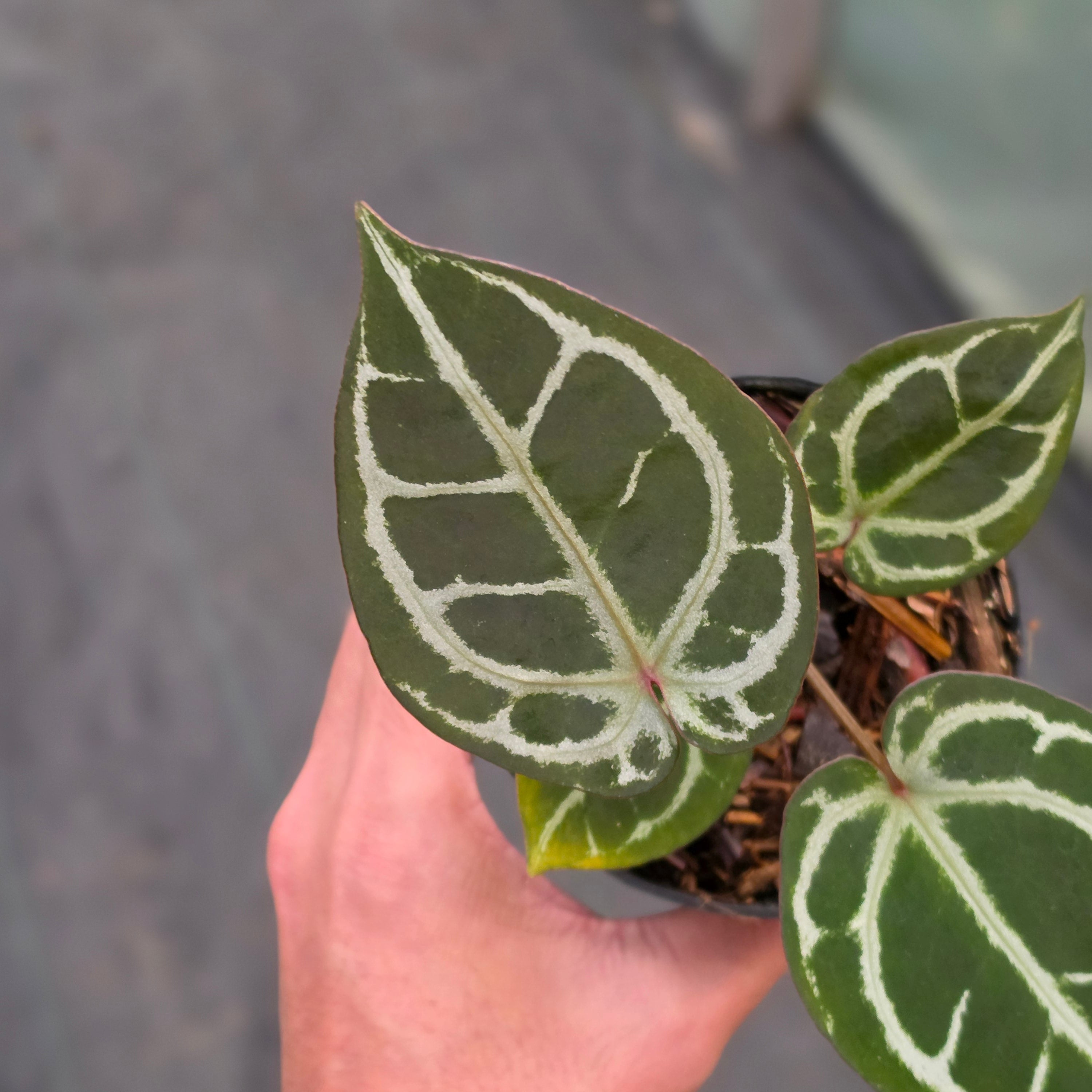 Anthurium KOS x Red crystallinum
