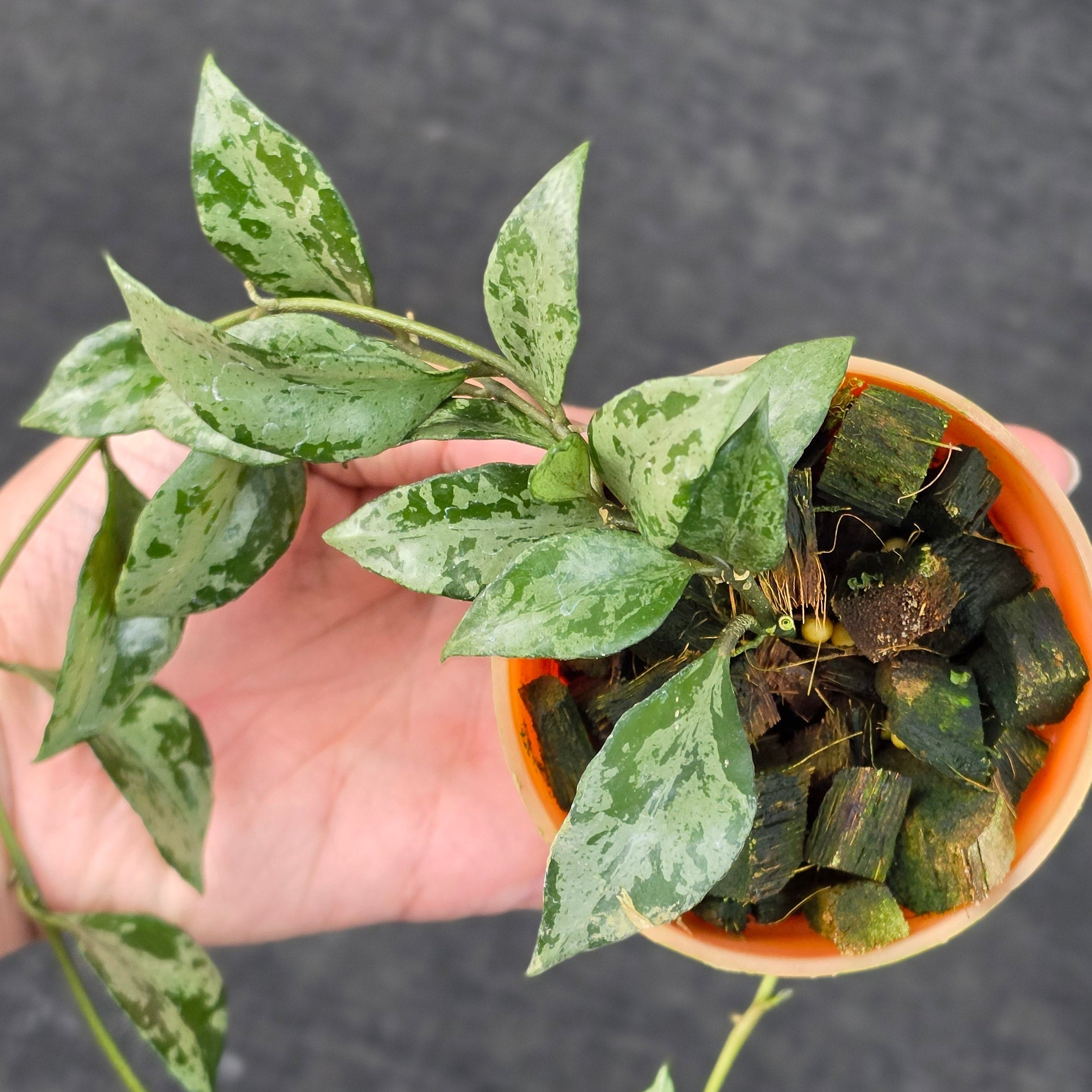 Hoya lacunosa 'Green Flame'