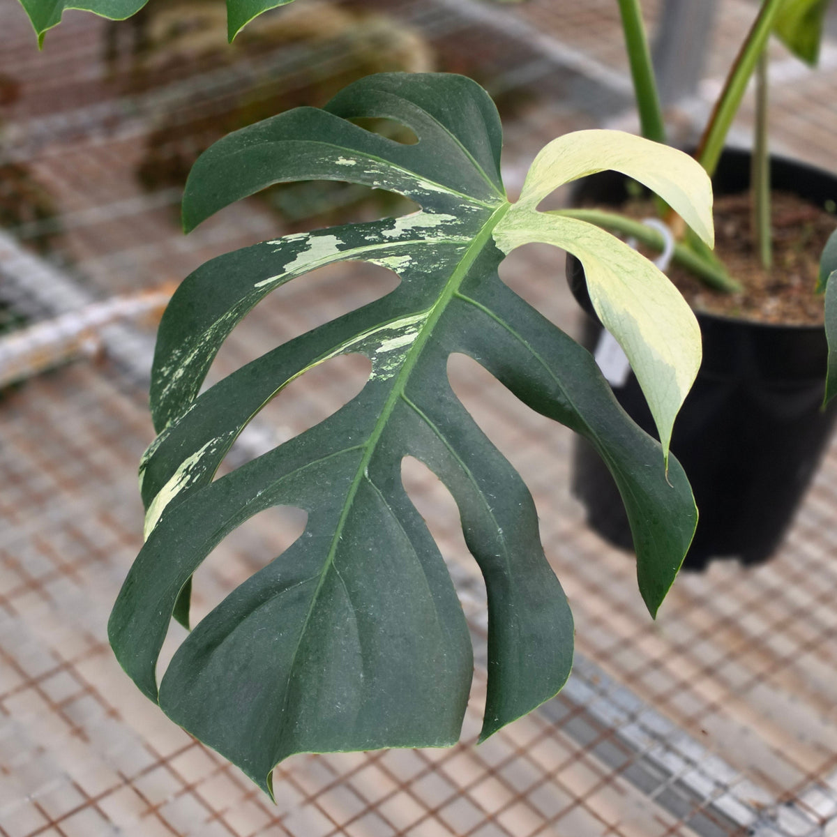 Monstera jungle mint noid (mature size) - AM04-09