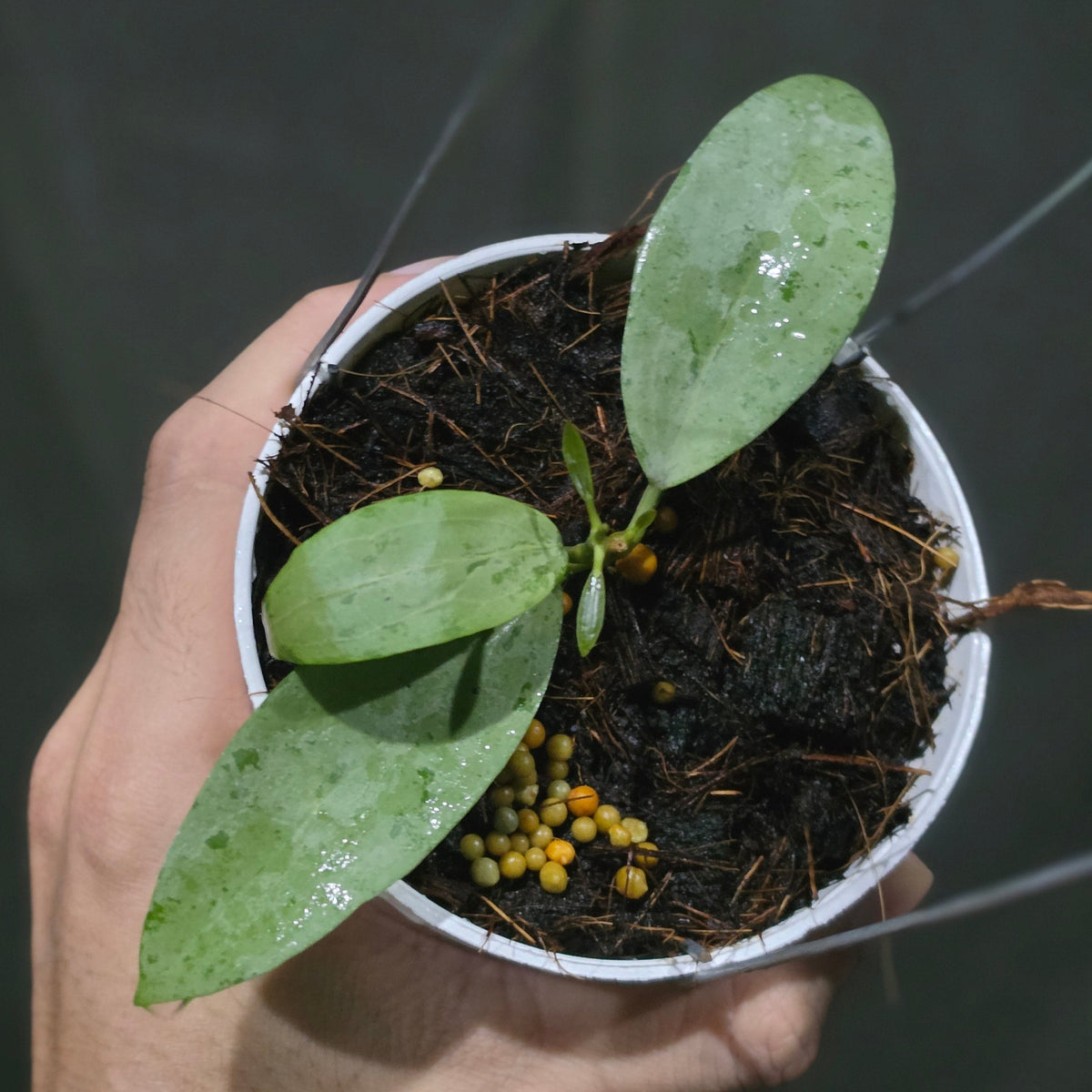 Hoya sp Rindu Rafflesia x elliptica (malory)