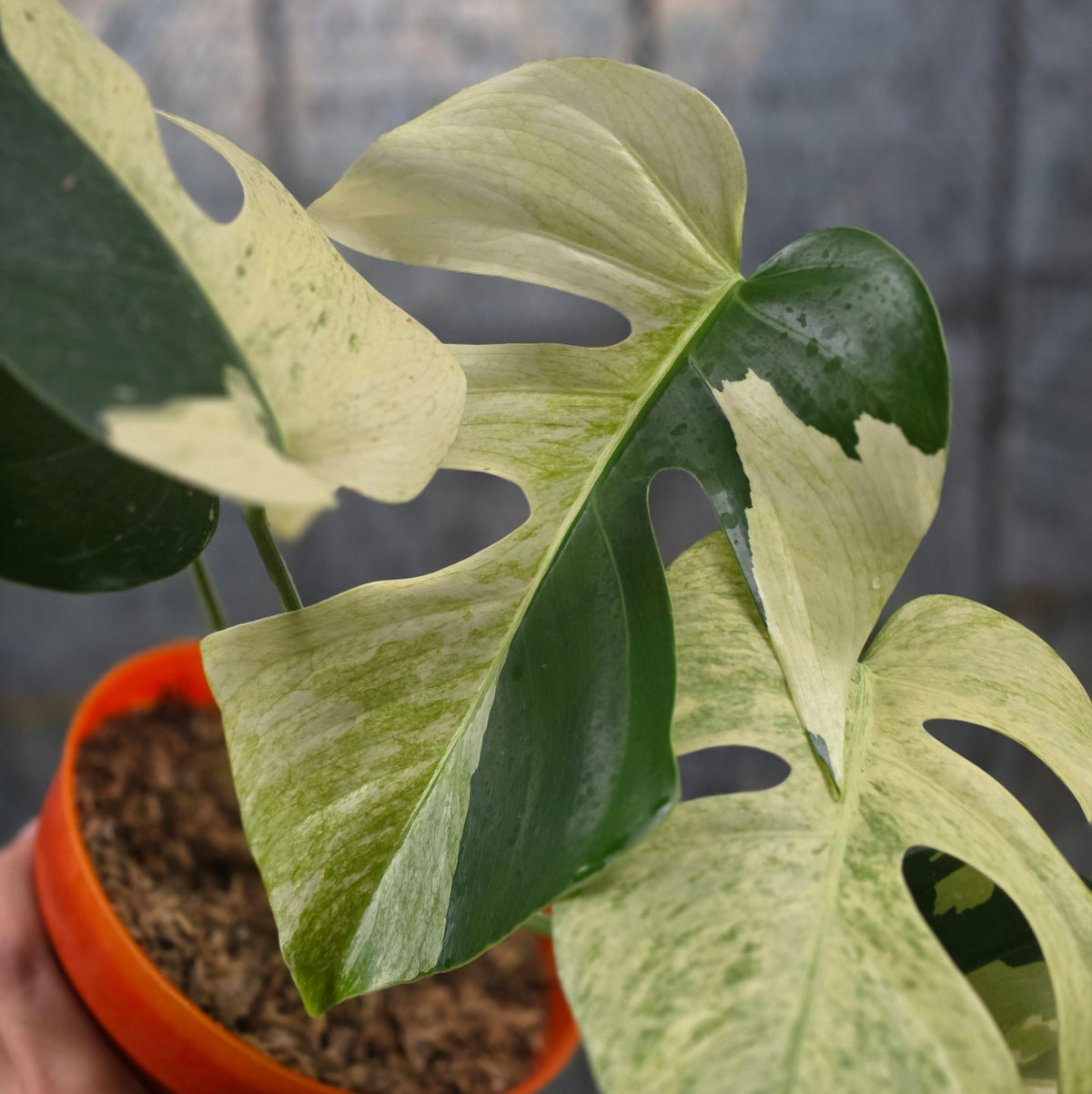Monstera mint variegated
