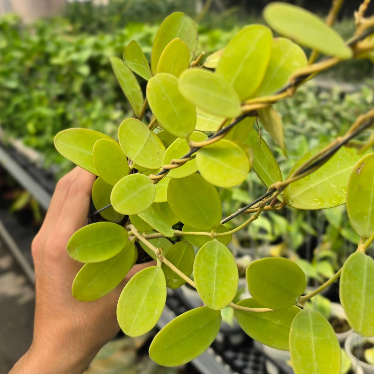Hoya elliptica Kalimantan Barat