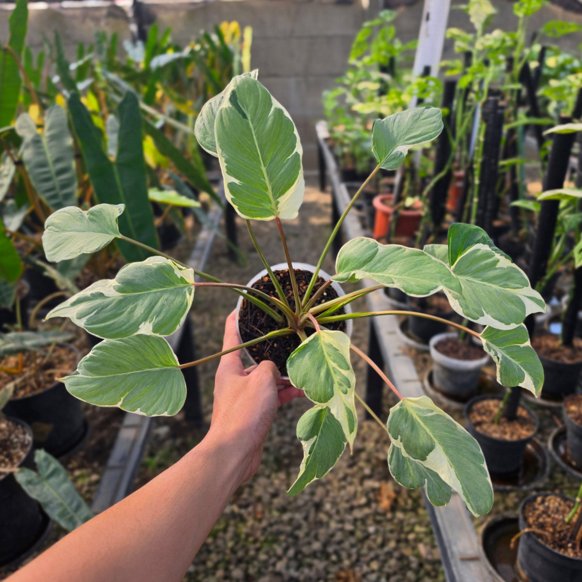 Homalomena 'Marshmallow'