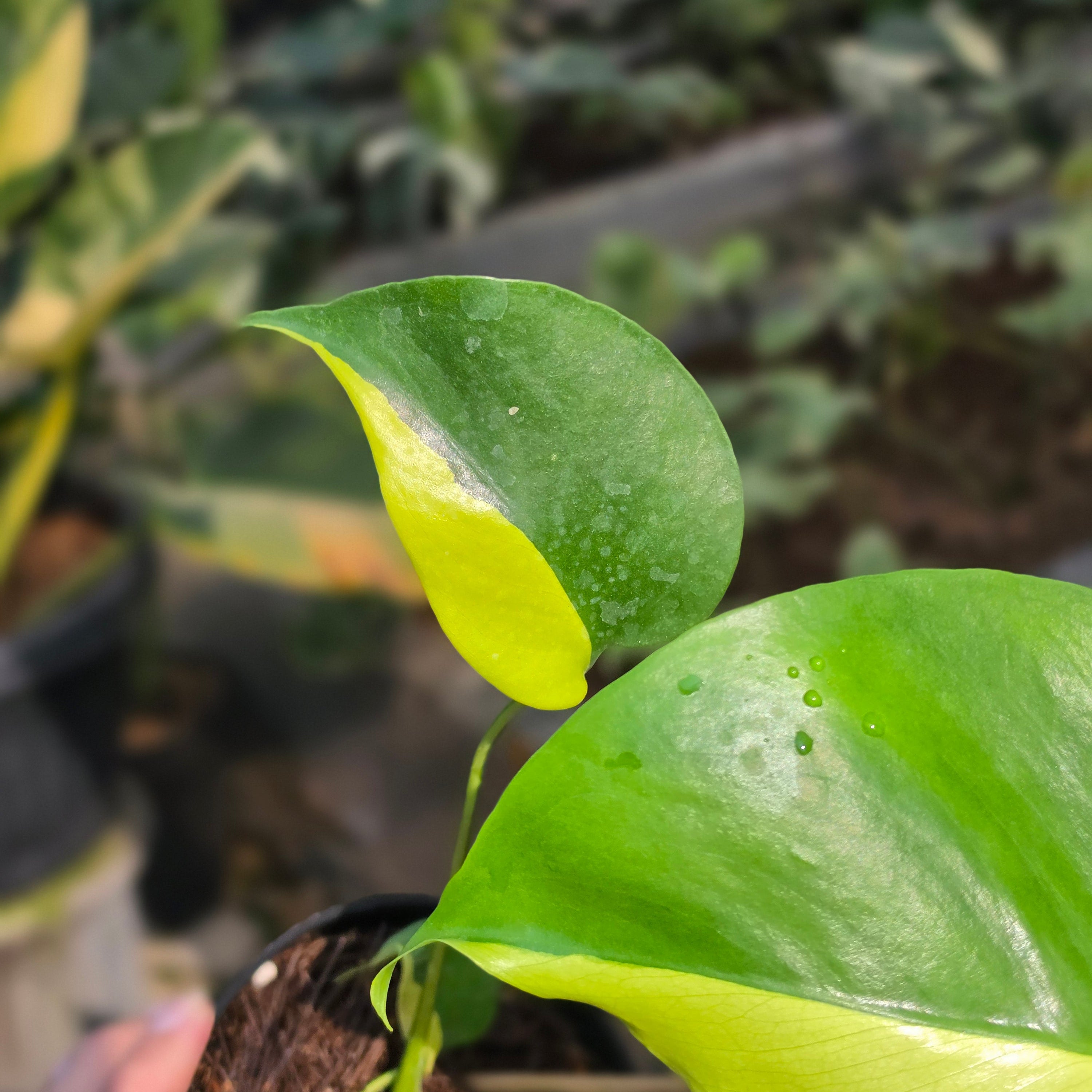 Monstera Lemon Lime