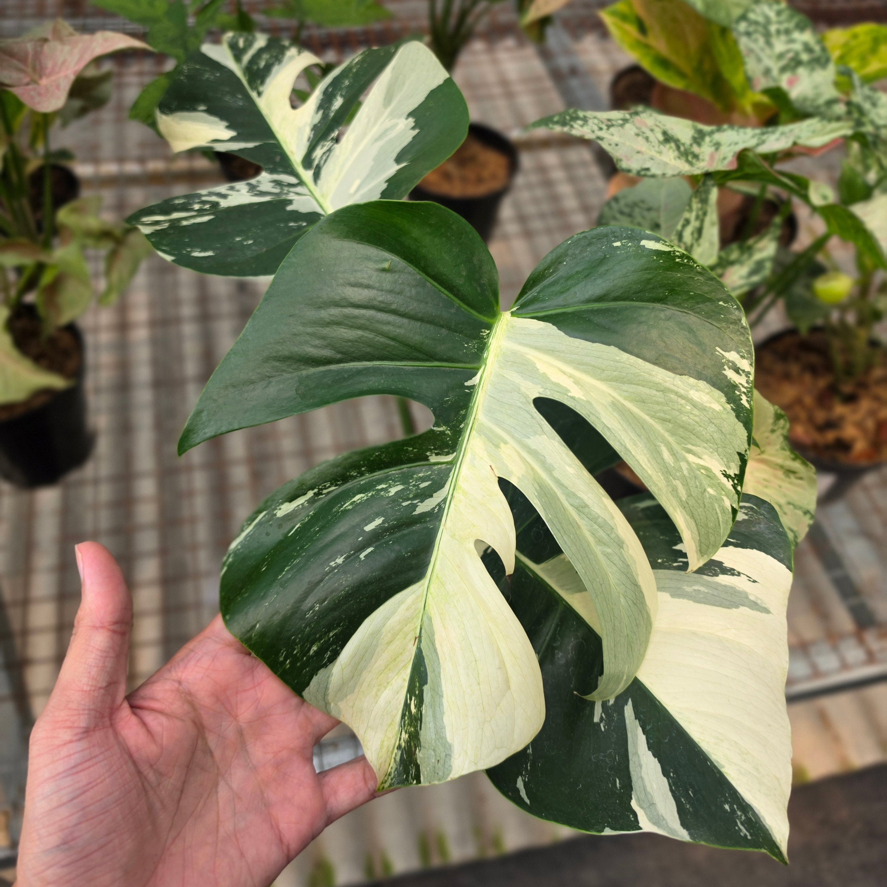 RP Monstera Jungle mint noid - AM02-08