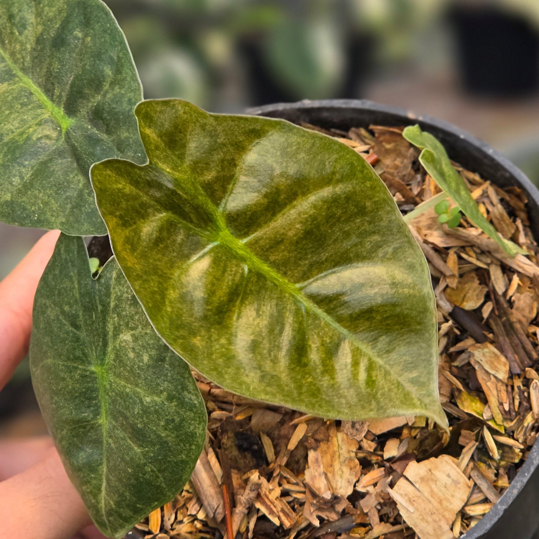 Alocasia golden bone variegated