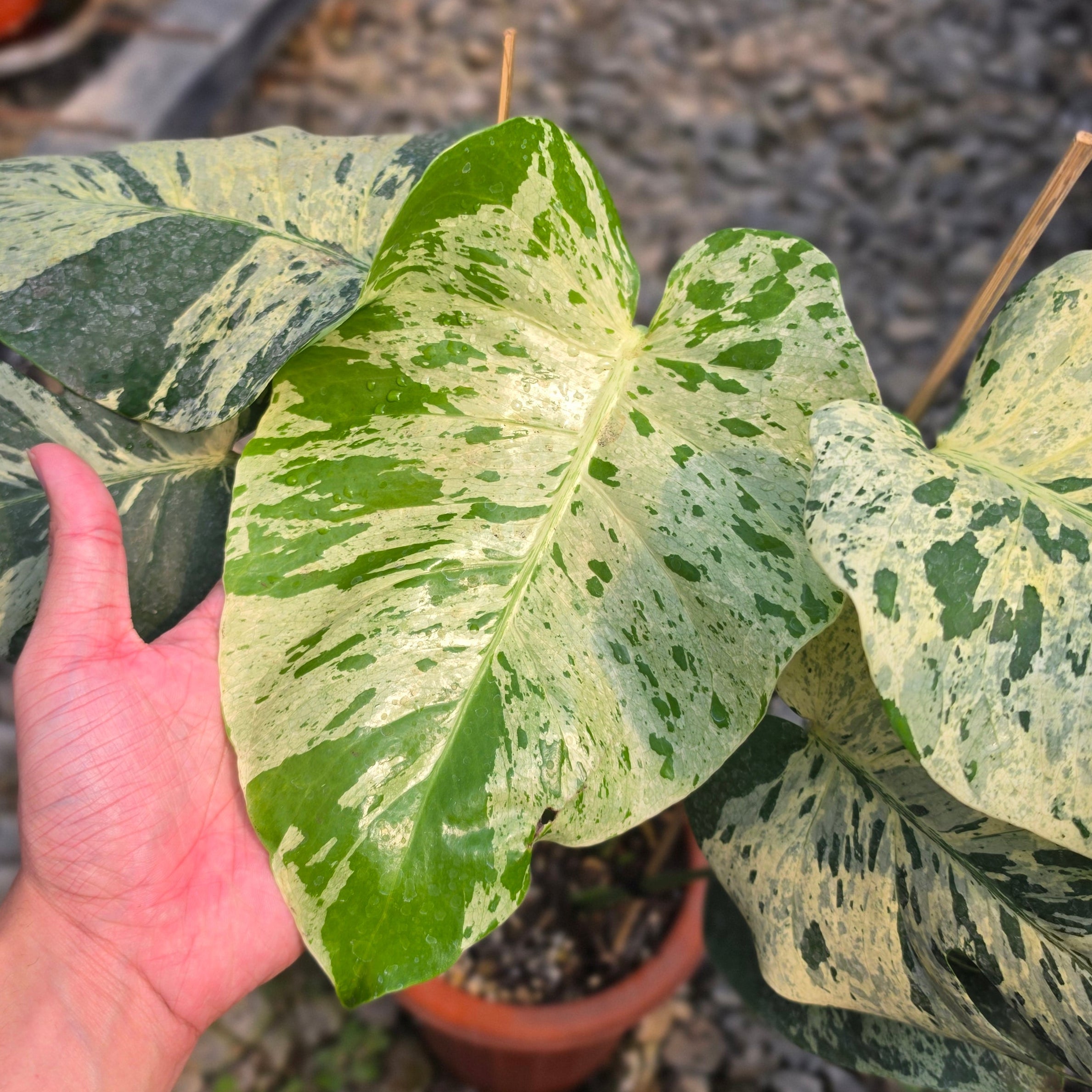 Monstera bulbasaur