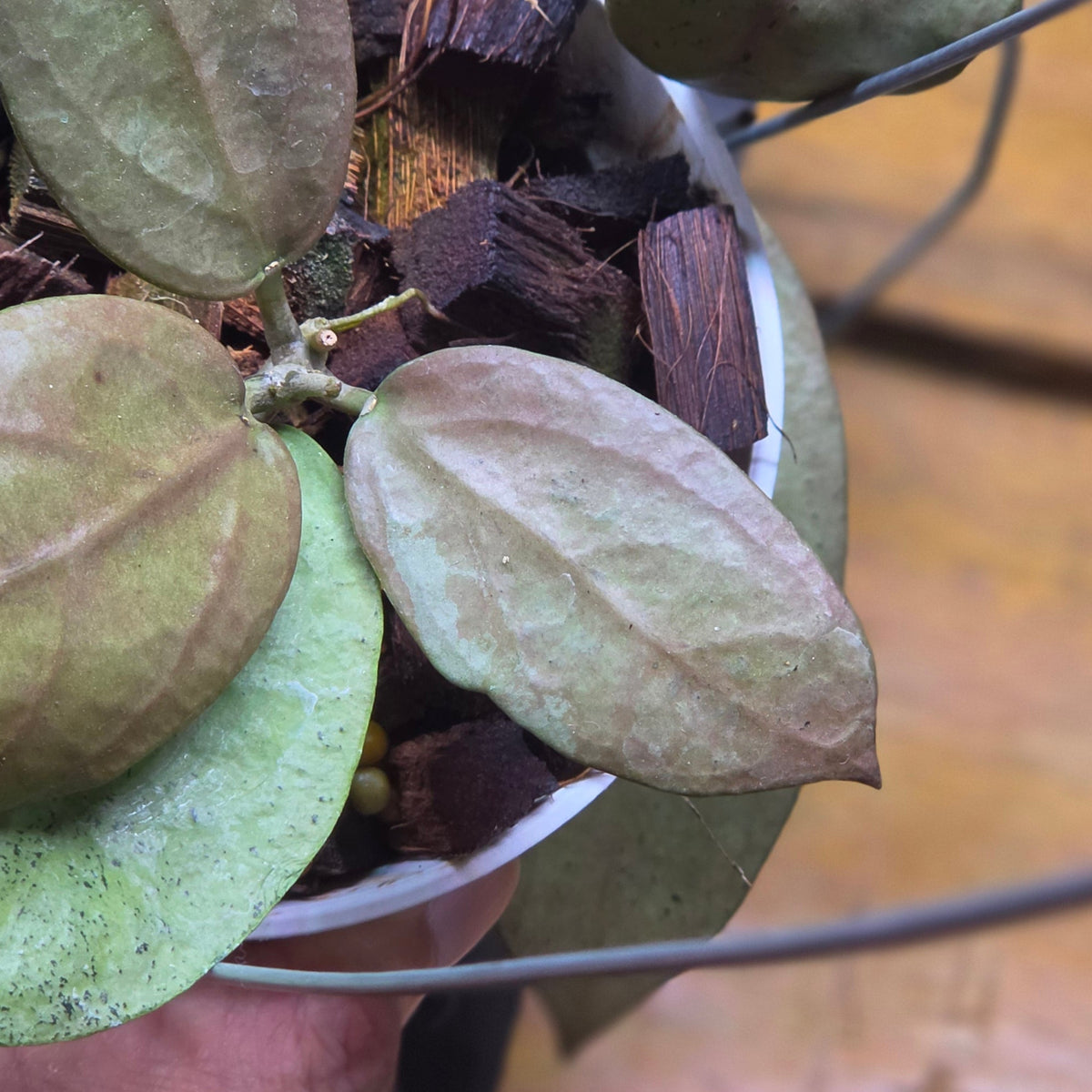 Hoya moon blush