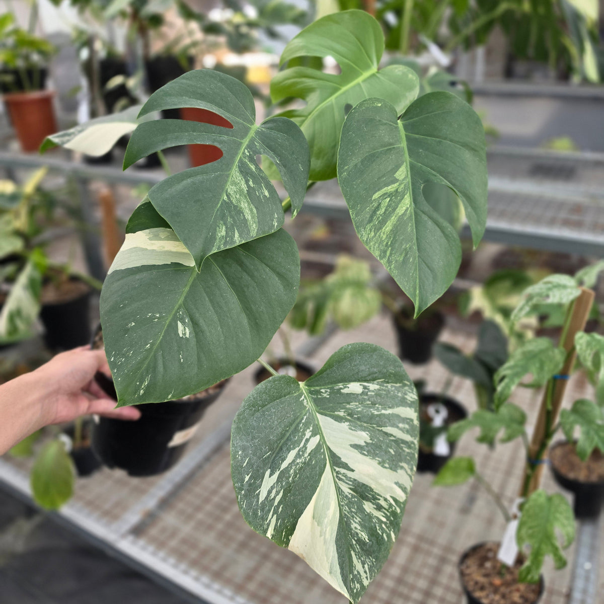 Monstera jungle mint noid - AM05-09