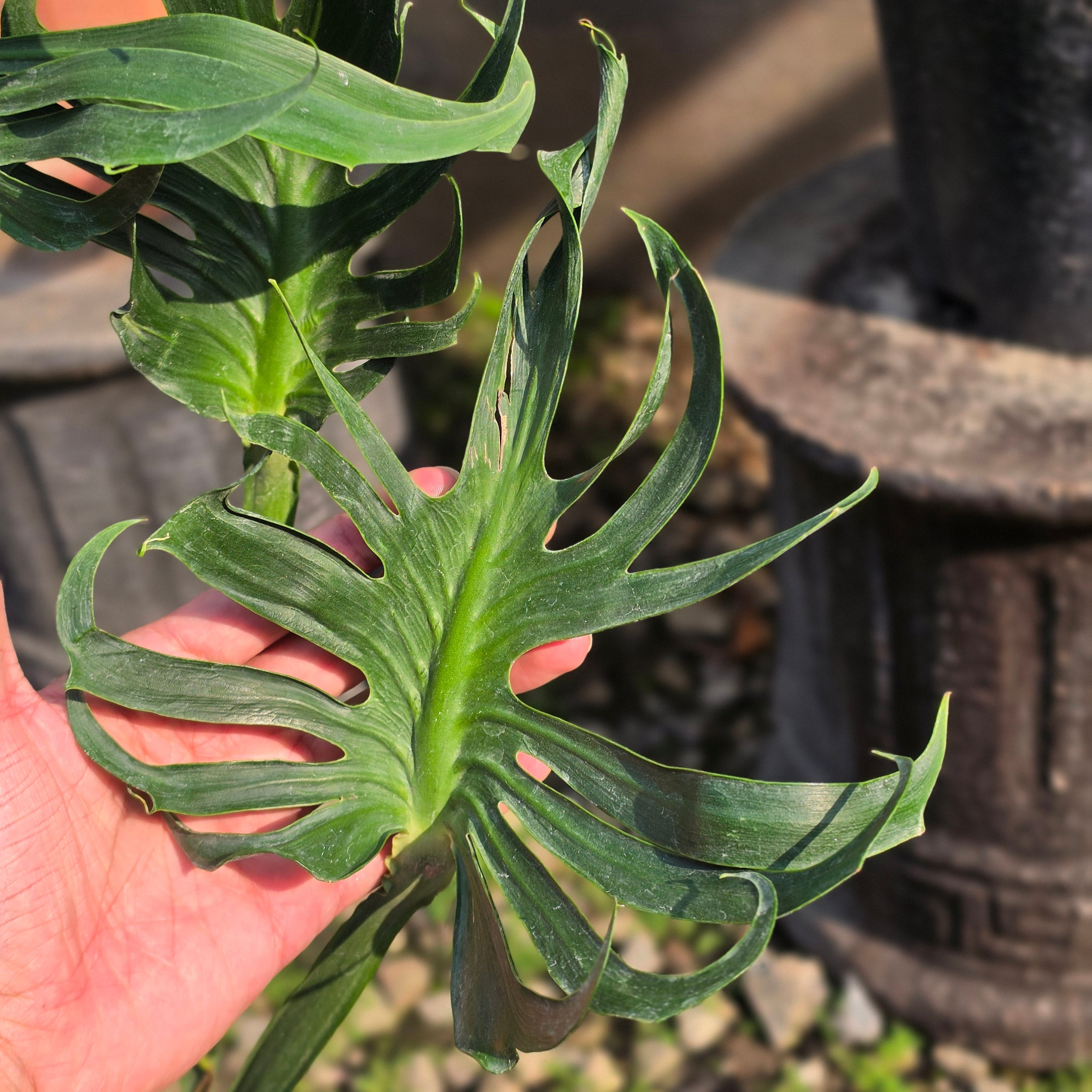 Monstera deliciosa unniiae