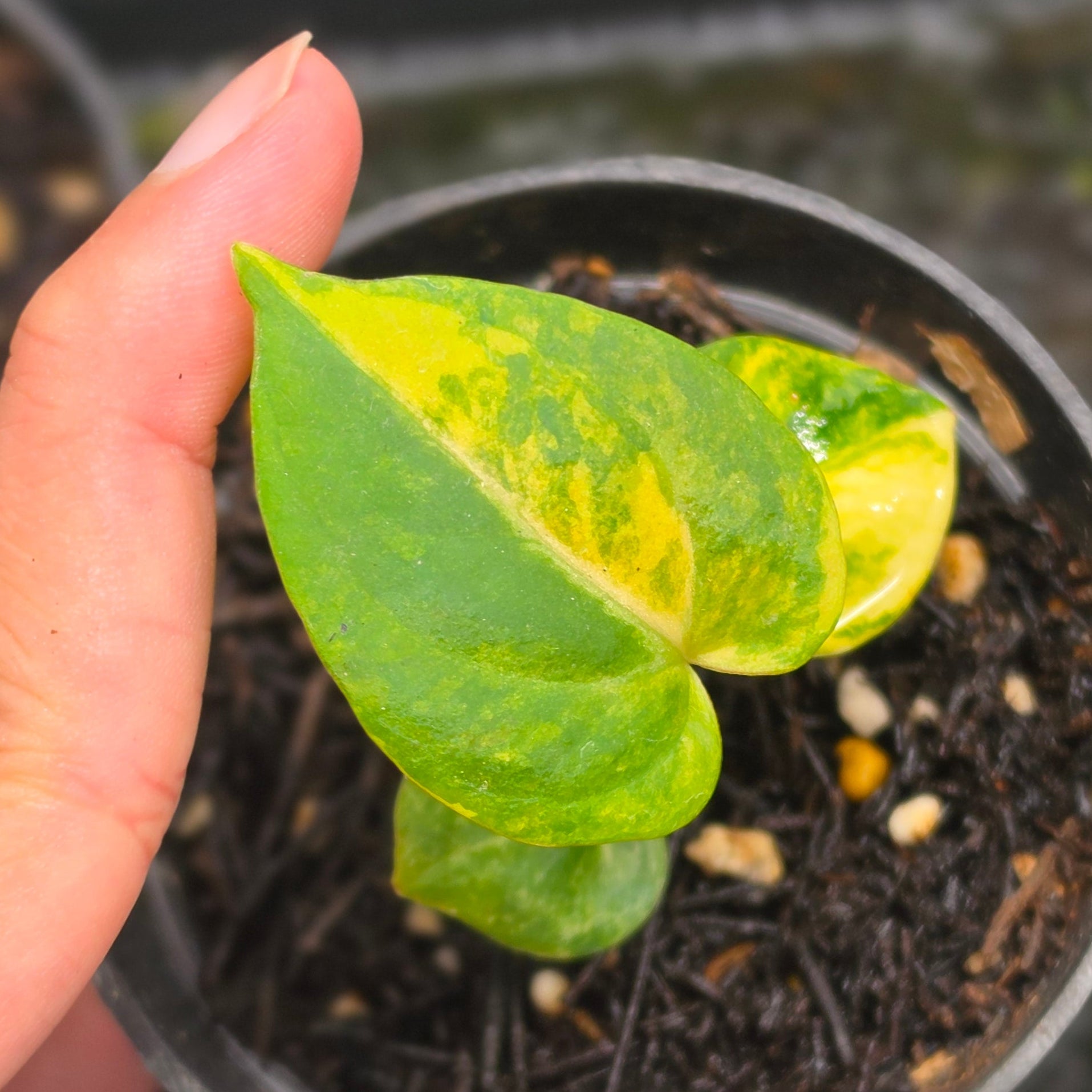 Anthurium gegatron domino x kos porti - seedling