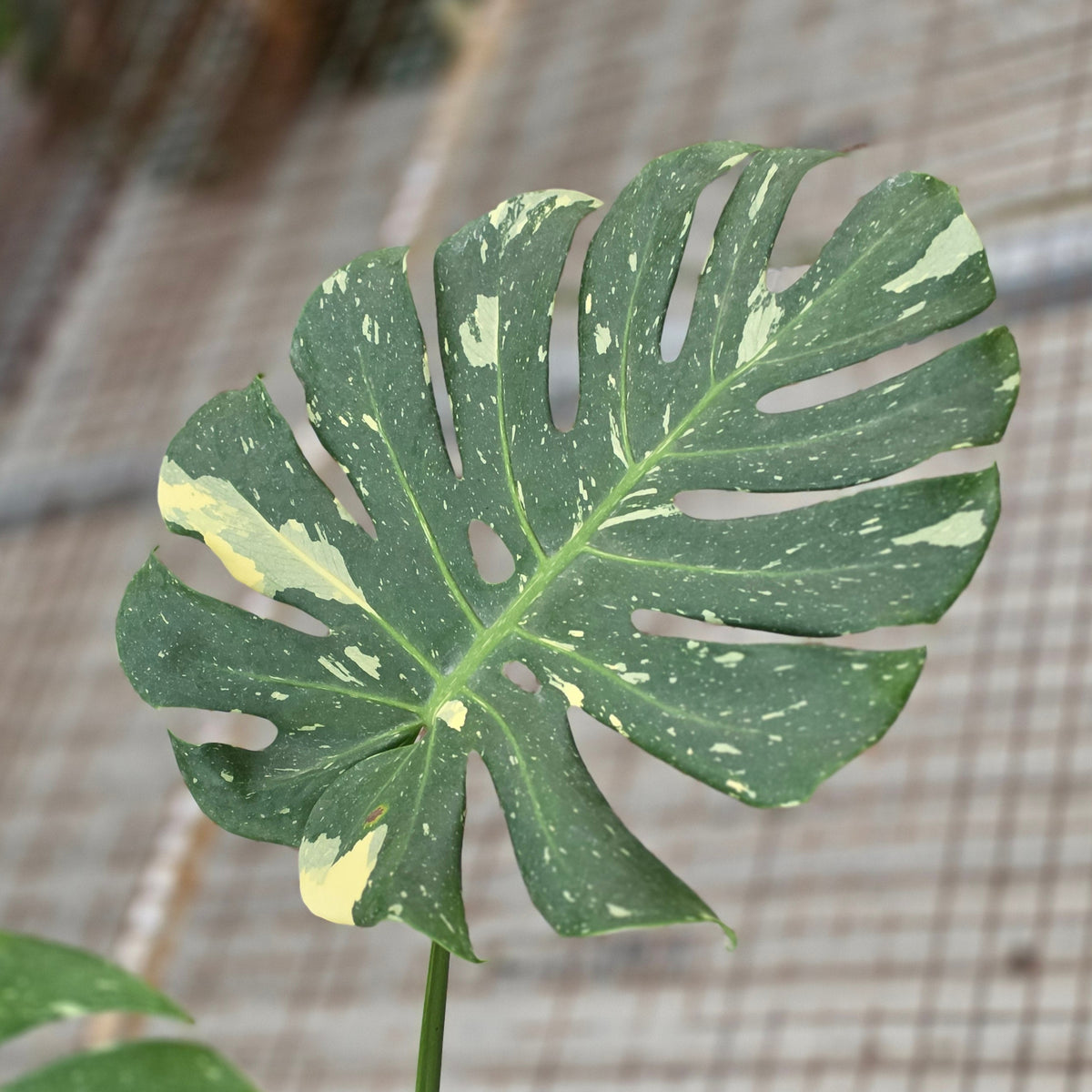 Monstera thai constellation - AM29-09