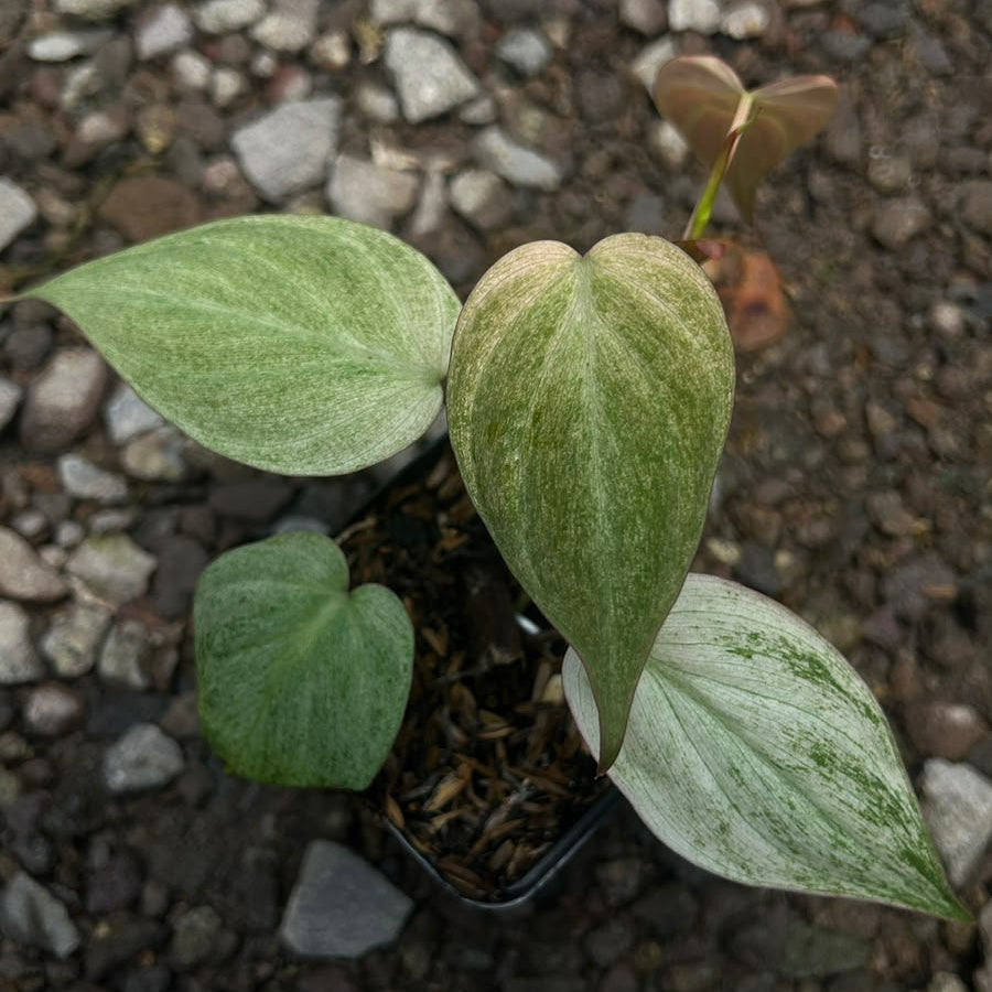 Philodendron micans pink mint
