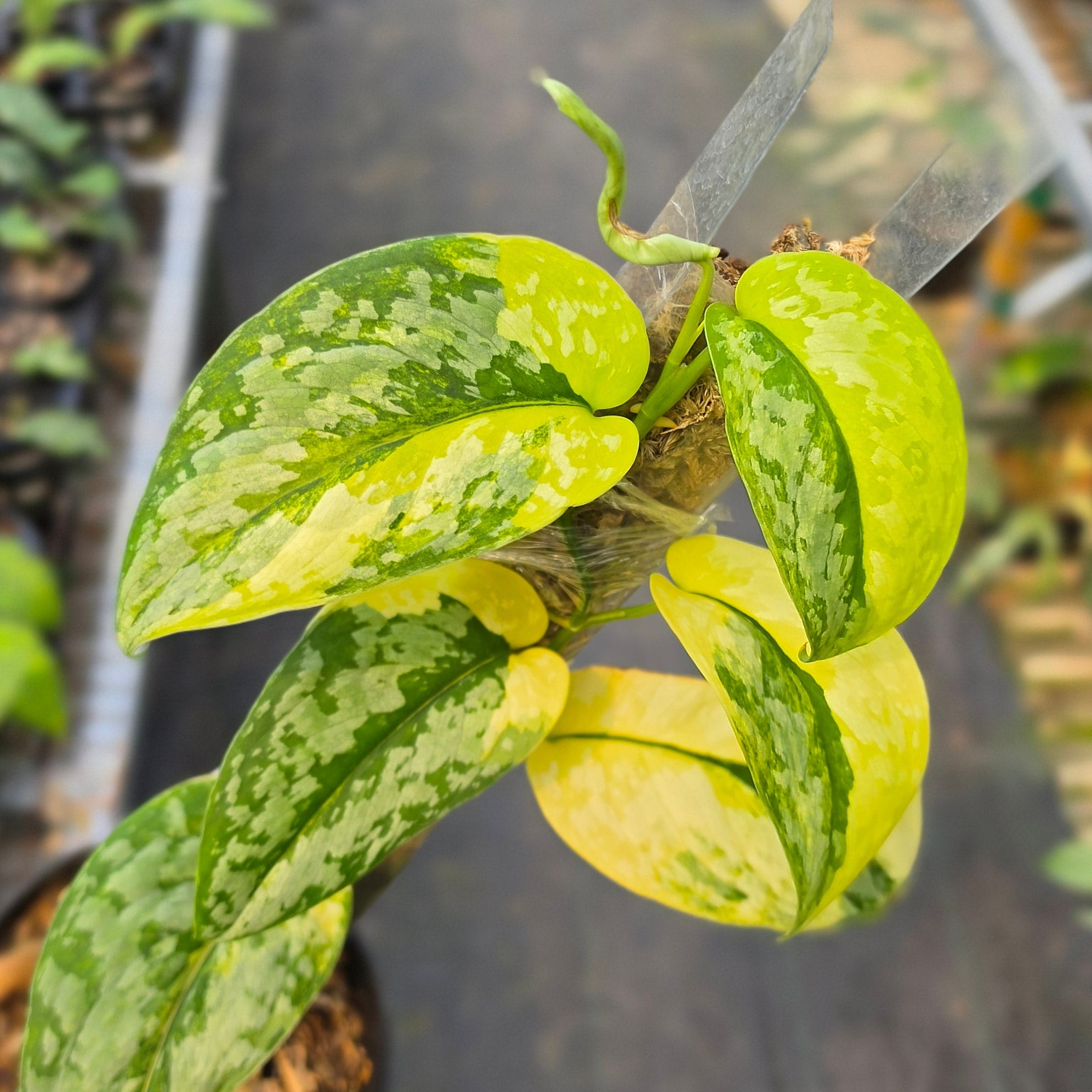 Scindapsus kencana