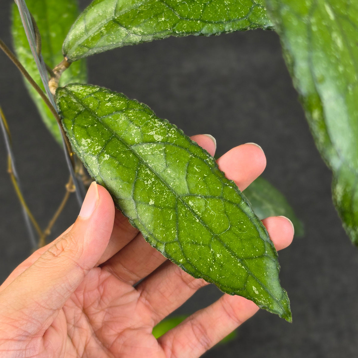 Hoya clemensiorum 'MDF-02'