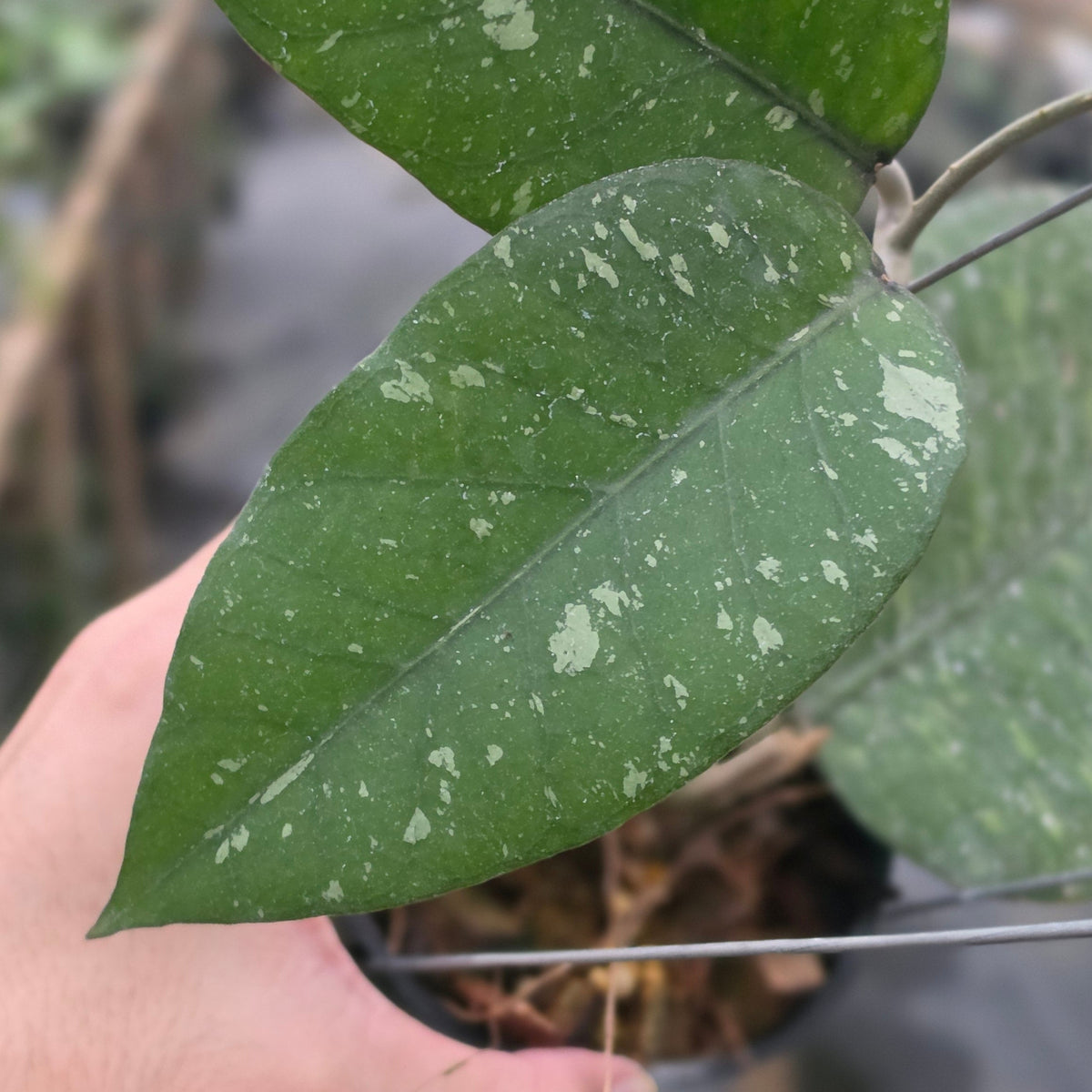 Hoya sp aceh 'riana'